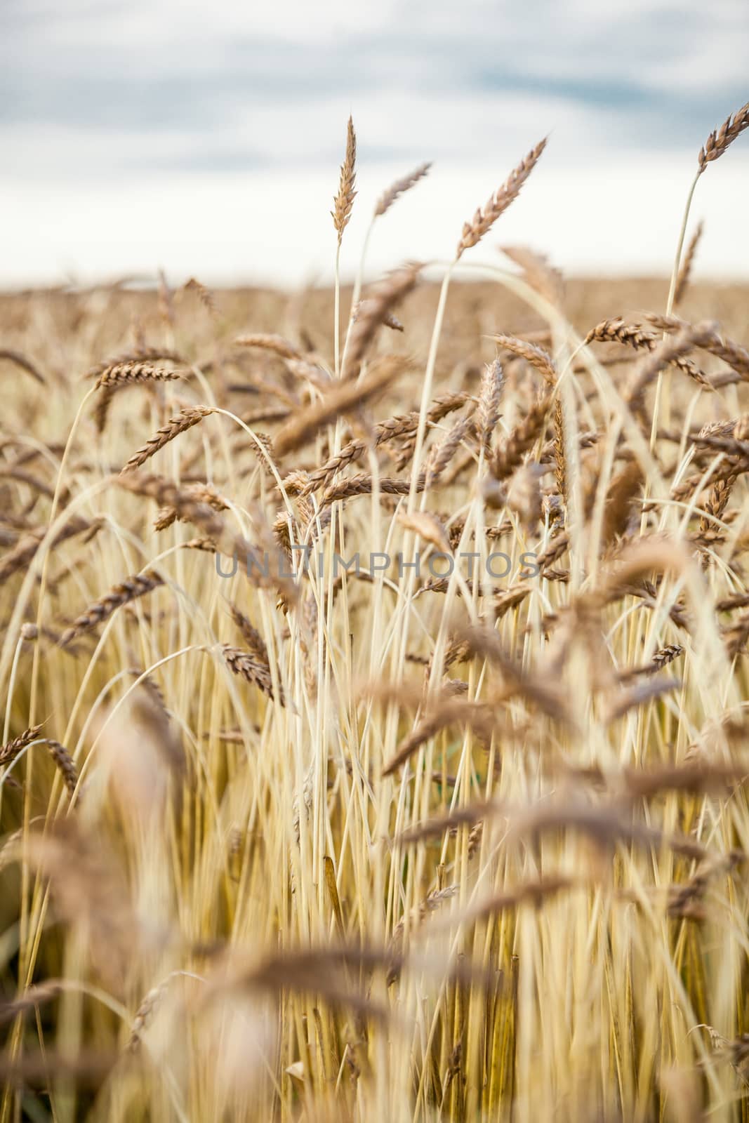 Landscape with the wheat field by sveter