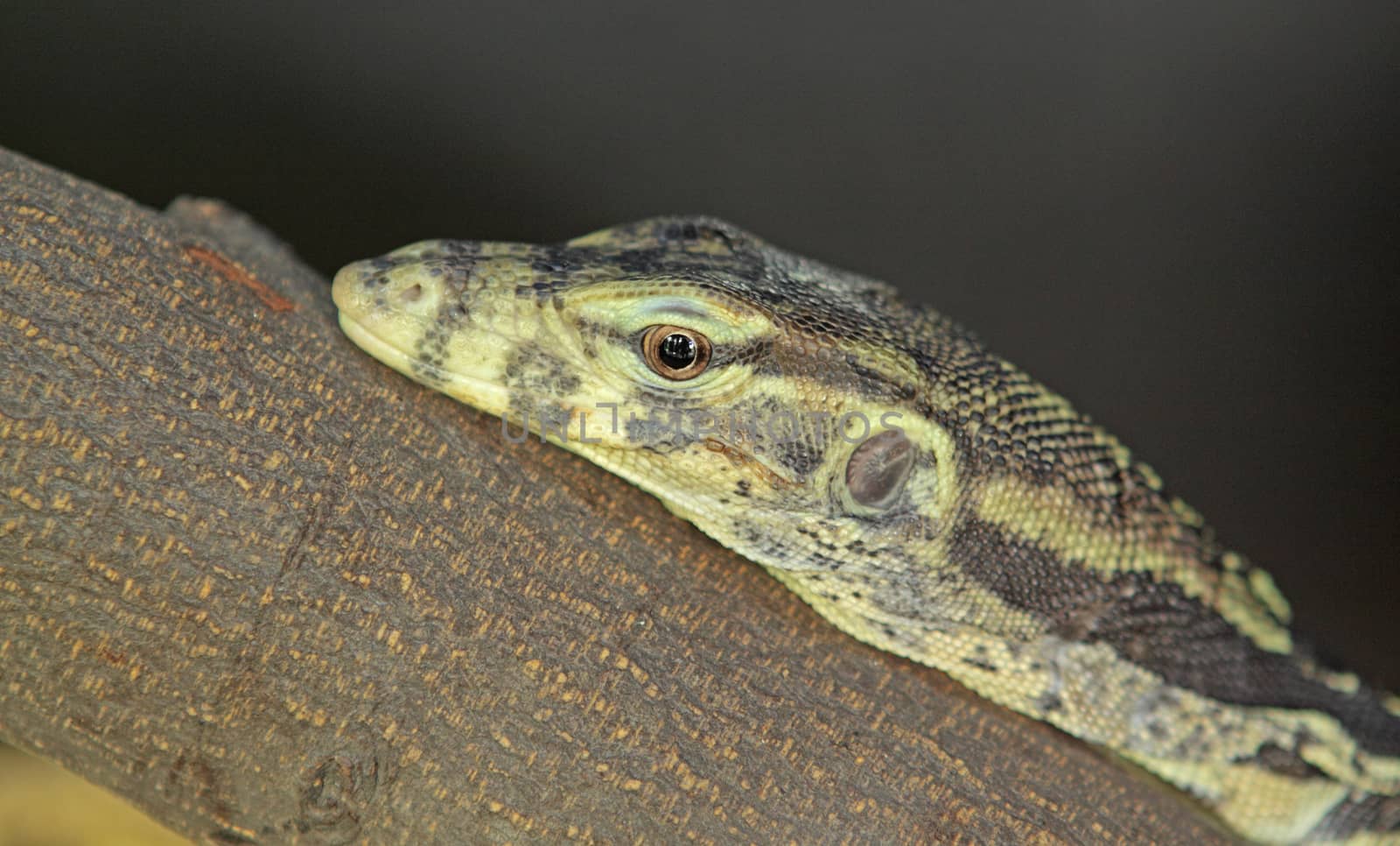 iguana close up at day