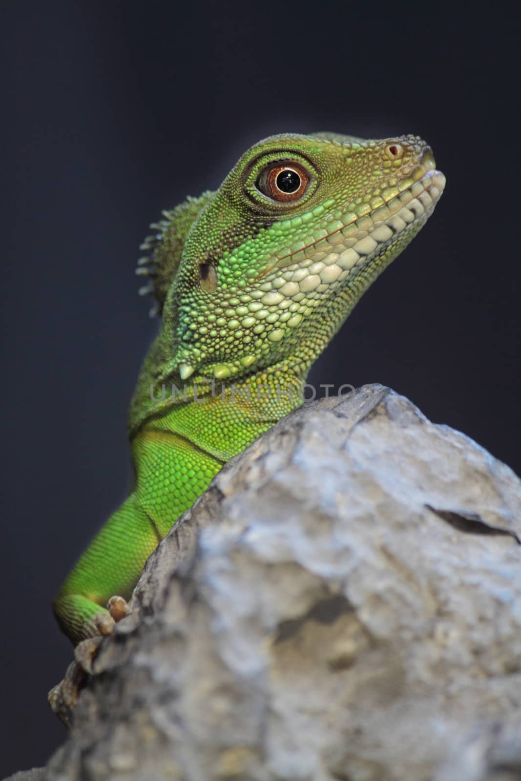 iguana close up at day