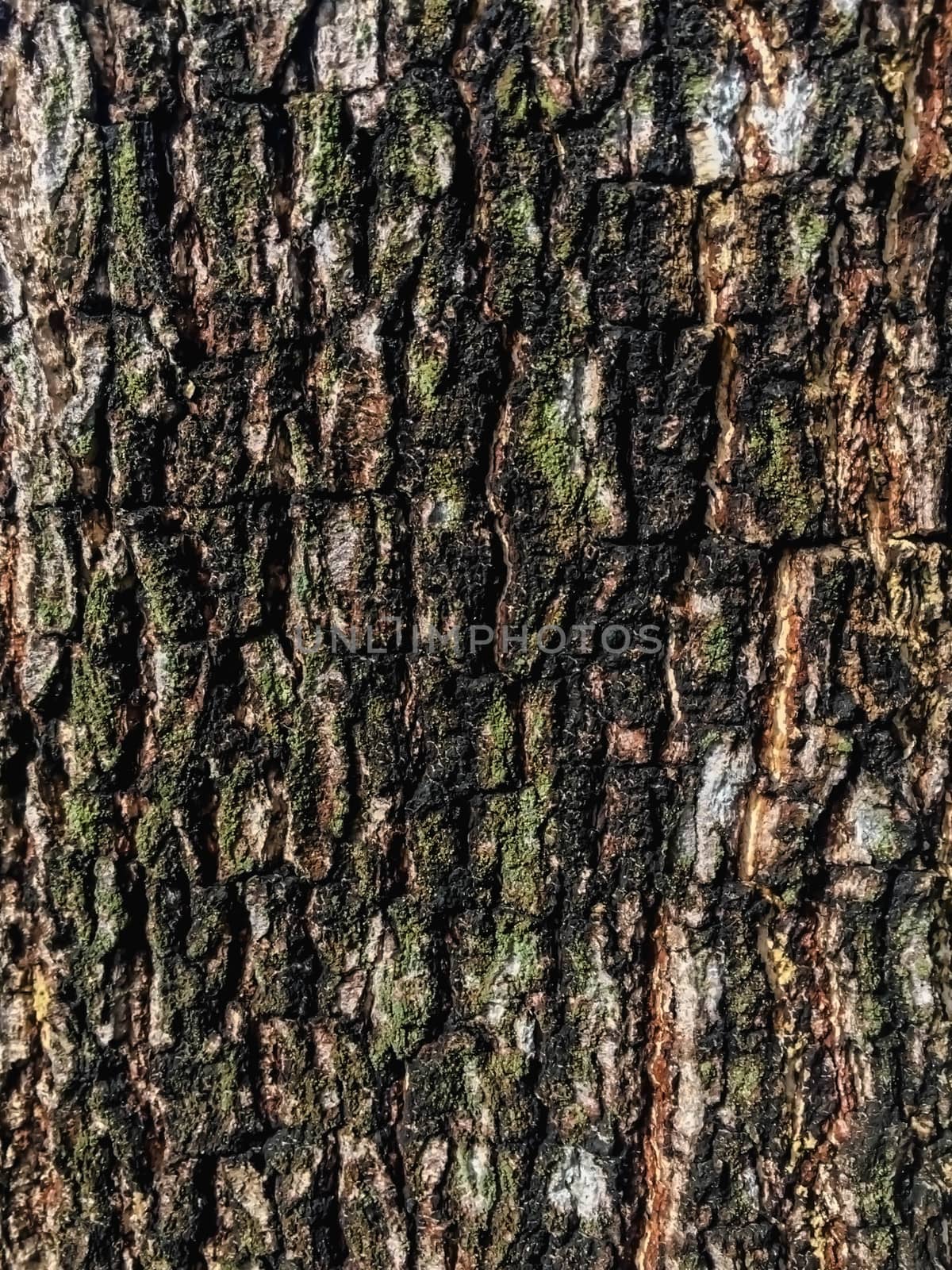 Tree brown , green and black texture background