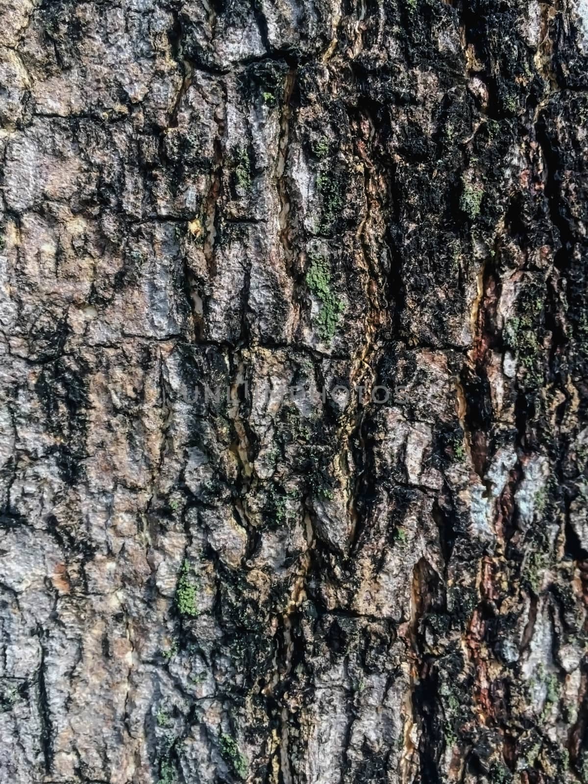 Tree brown , green and black texture background