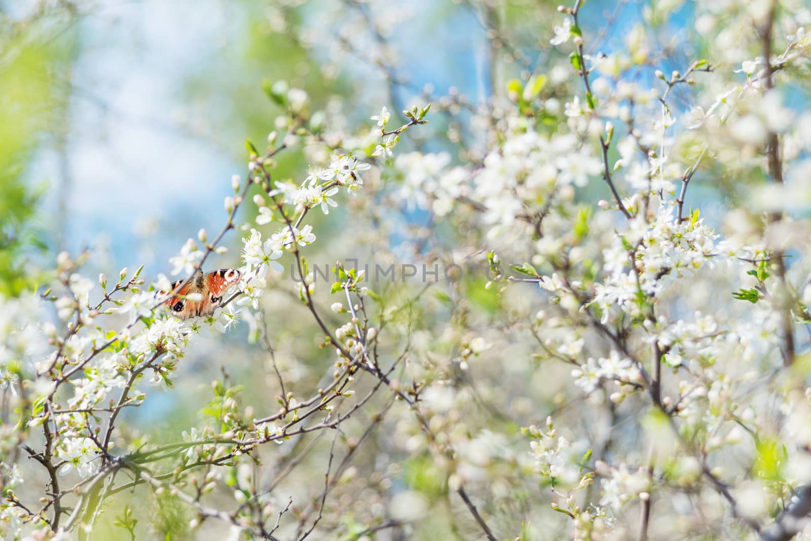 Butterfly peacock among cherry flowers by Epitavi