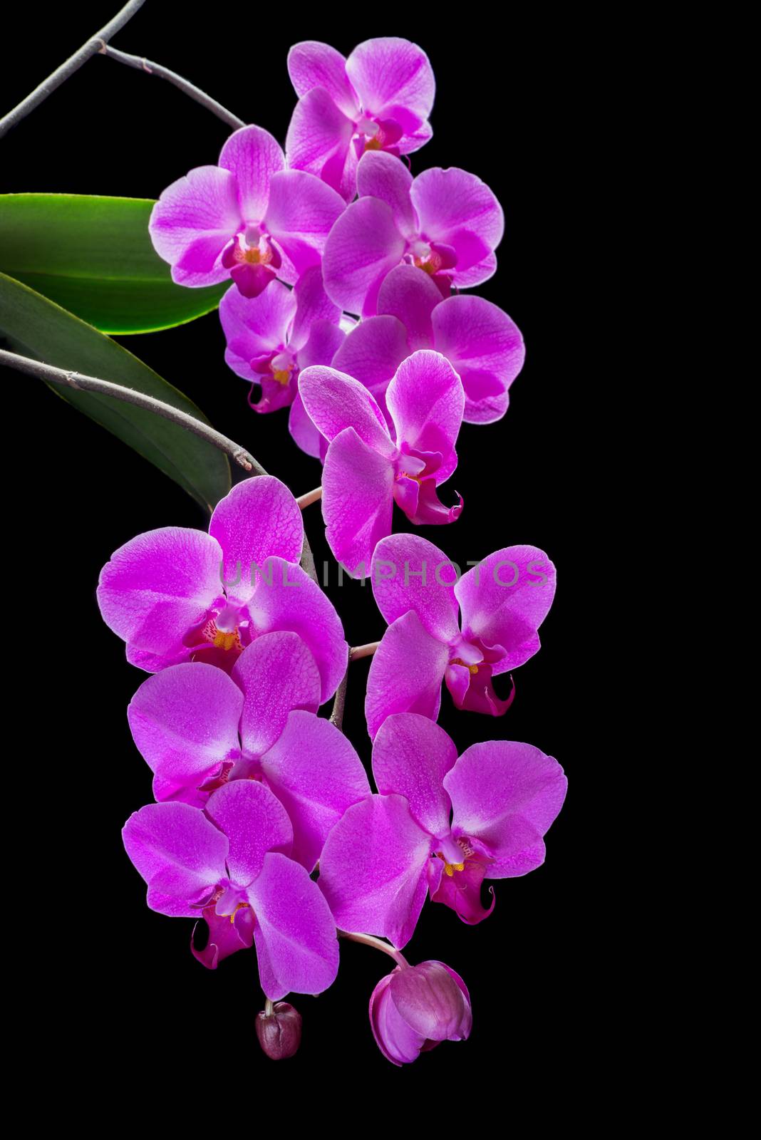 Pink orchid phalaenopsis flower, isolated on a black background