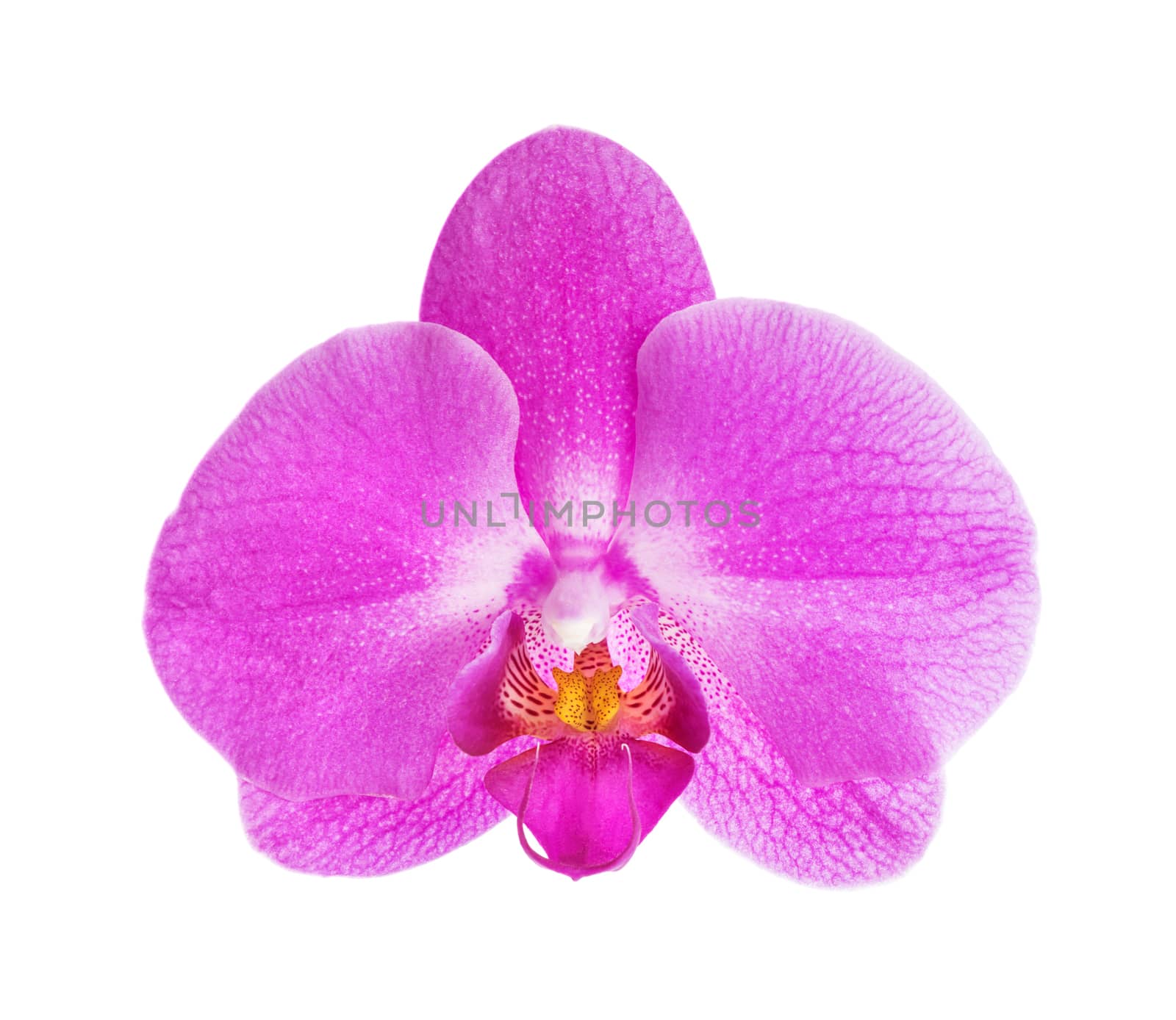 Single orchid flower with purple petals and yellow center, isolated on white background, close-up. Orchid flower is cut out from the background