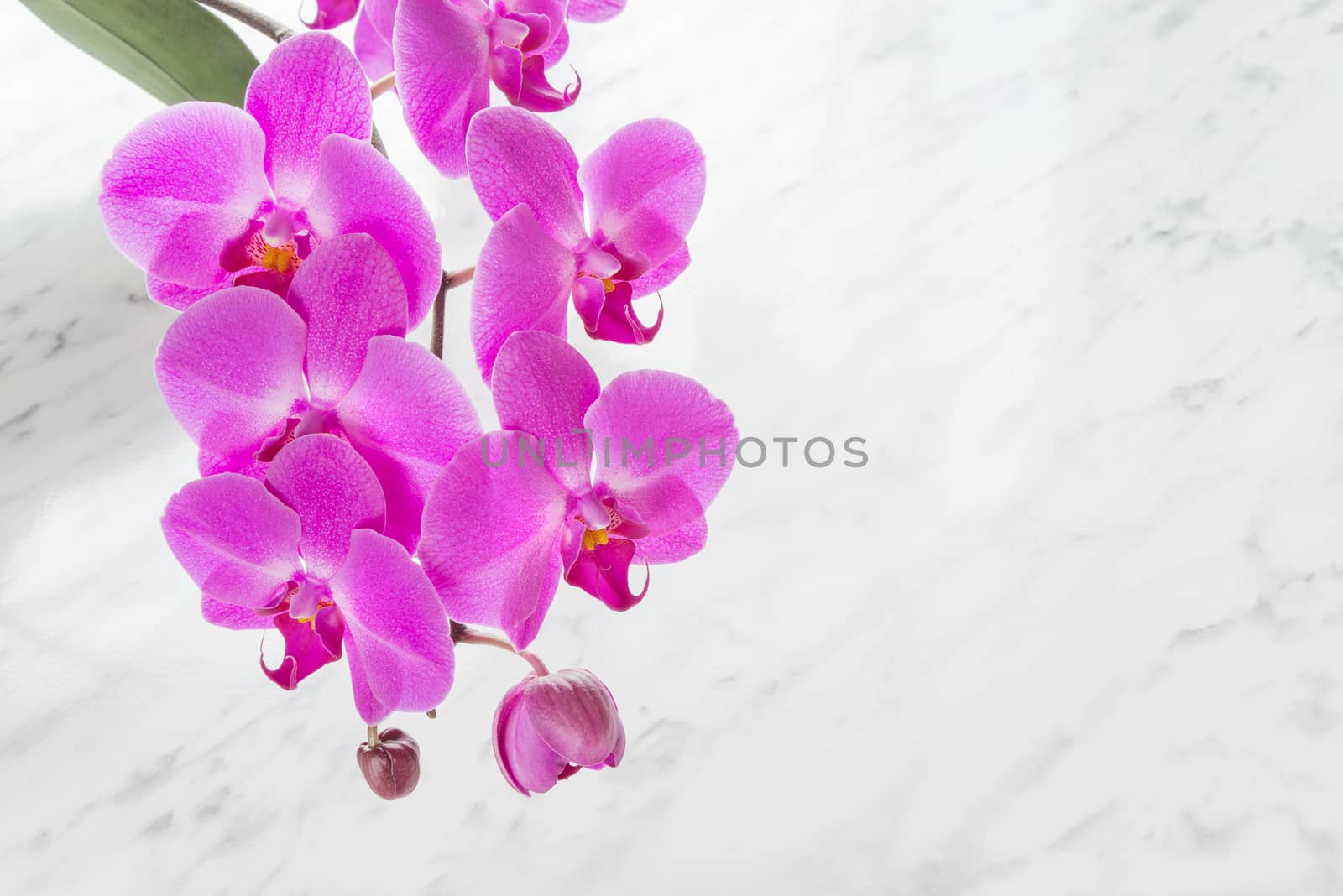 Pink orchid phalaenopsis flower on a marble background