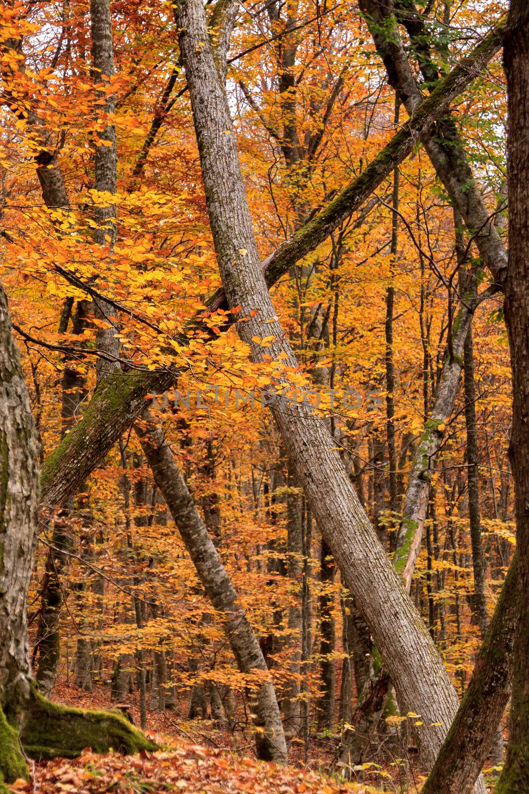 Early morning. Pathway through the autumn forest.