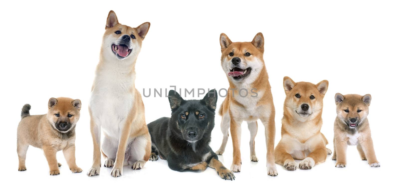 shiba inu family in front of white background