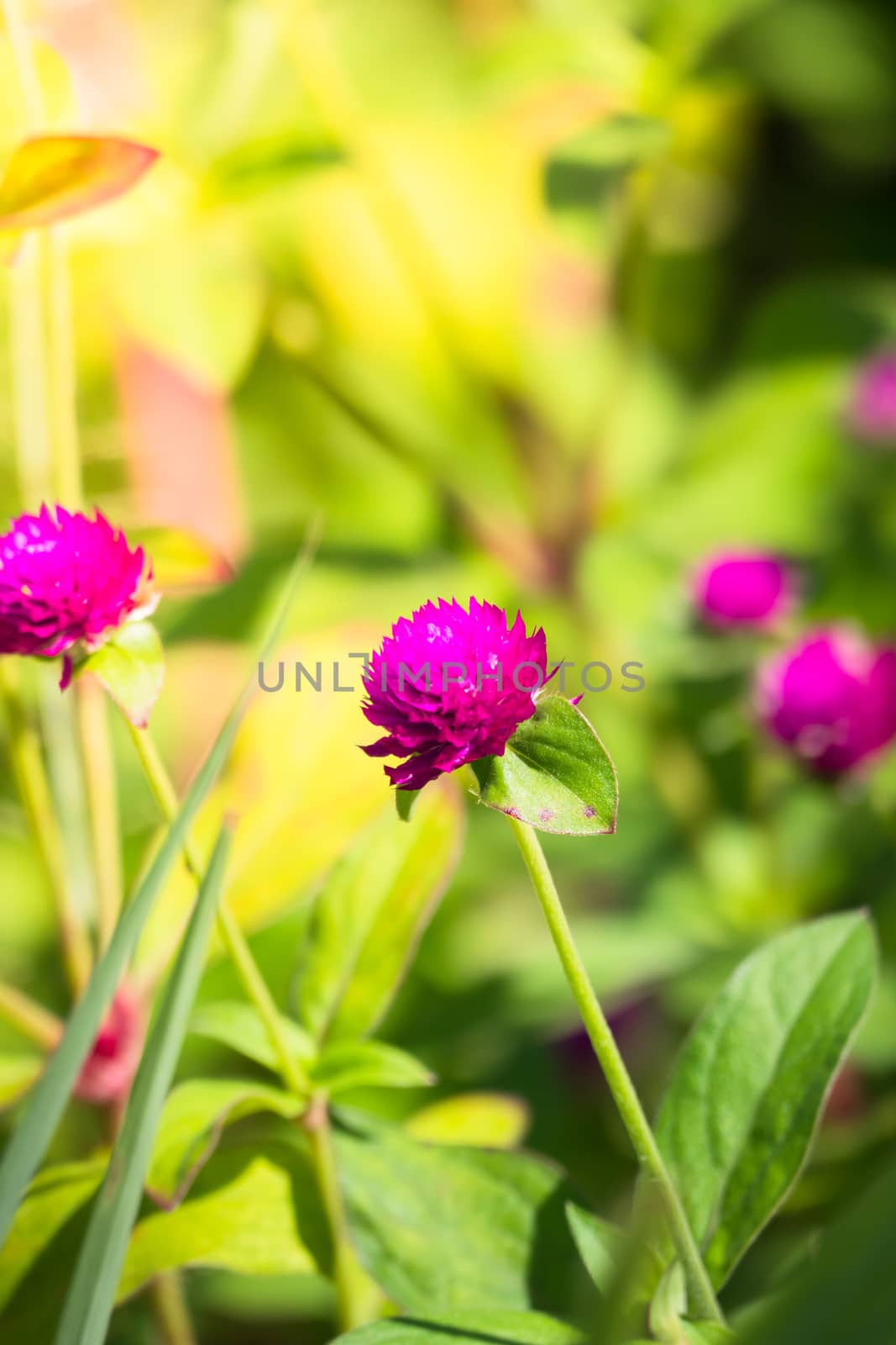 The background image of the colorful flowers, background nature