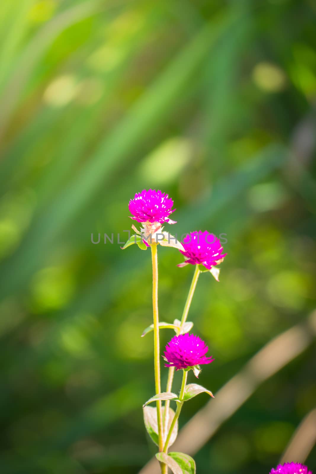 The background image of the colorful flowers, background nature