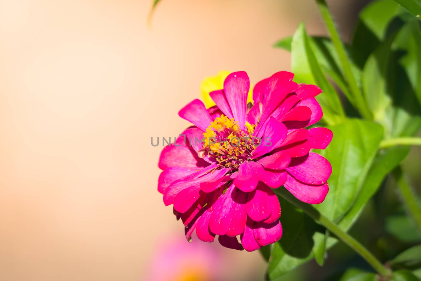 The background image of the colorful flowers, background nature