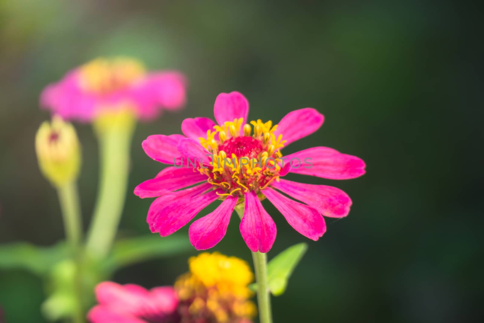 The background image of the colorful flowers, background nature