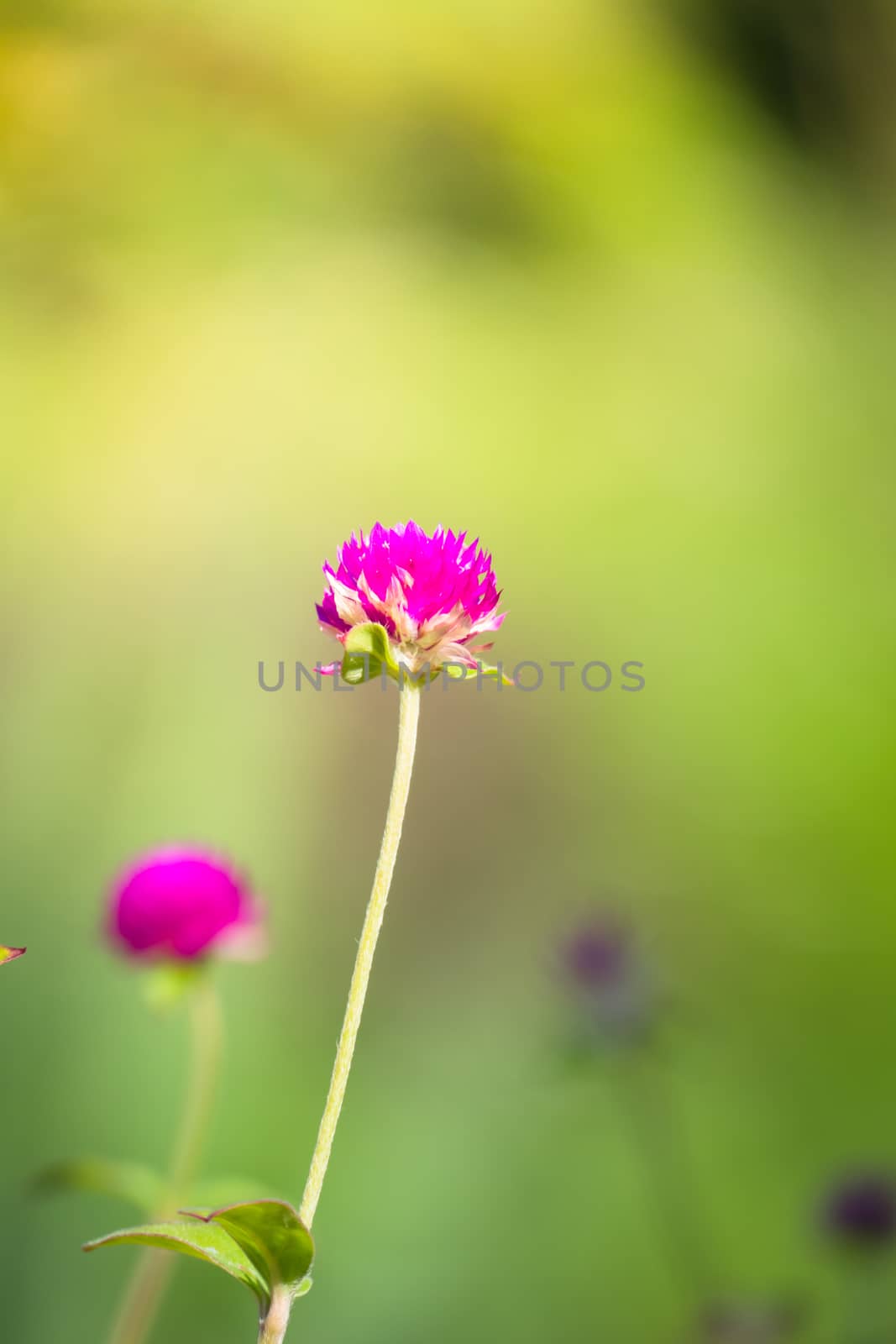 The background image of the colorful flowers, background nature