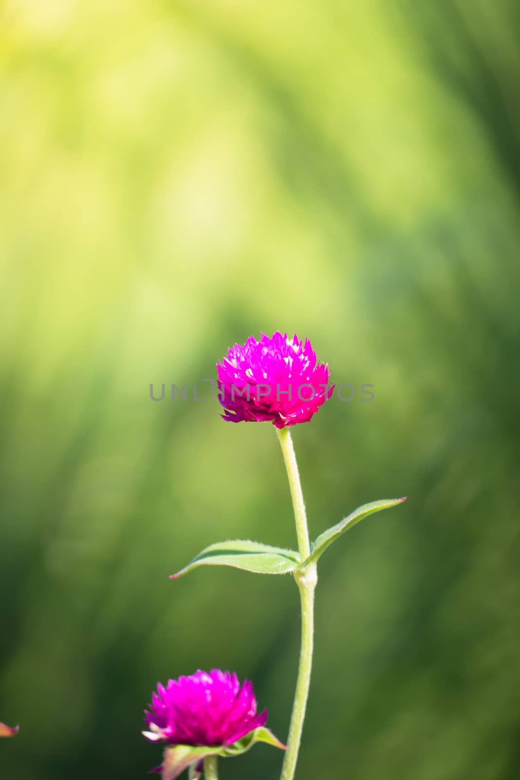 The background image of the colorful flowers, background nature