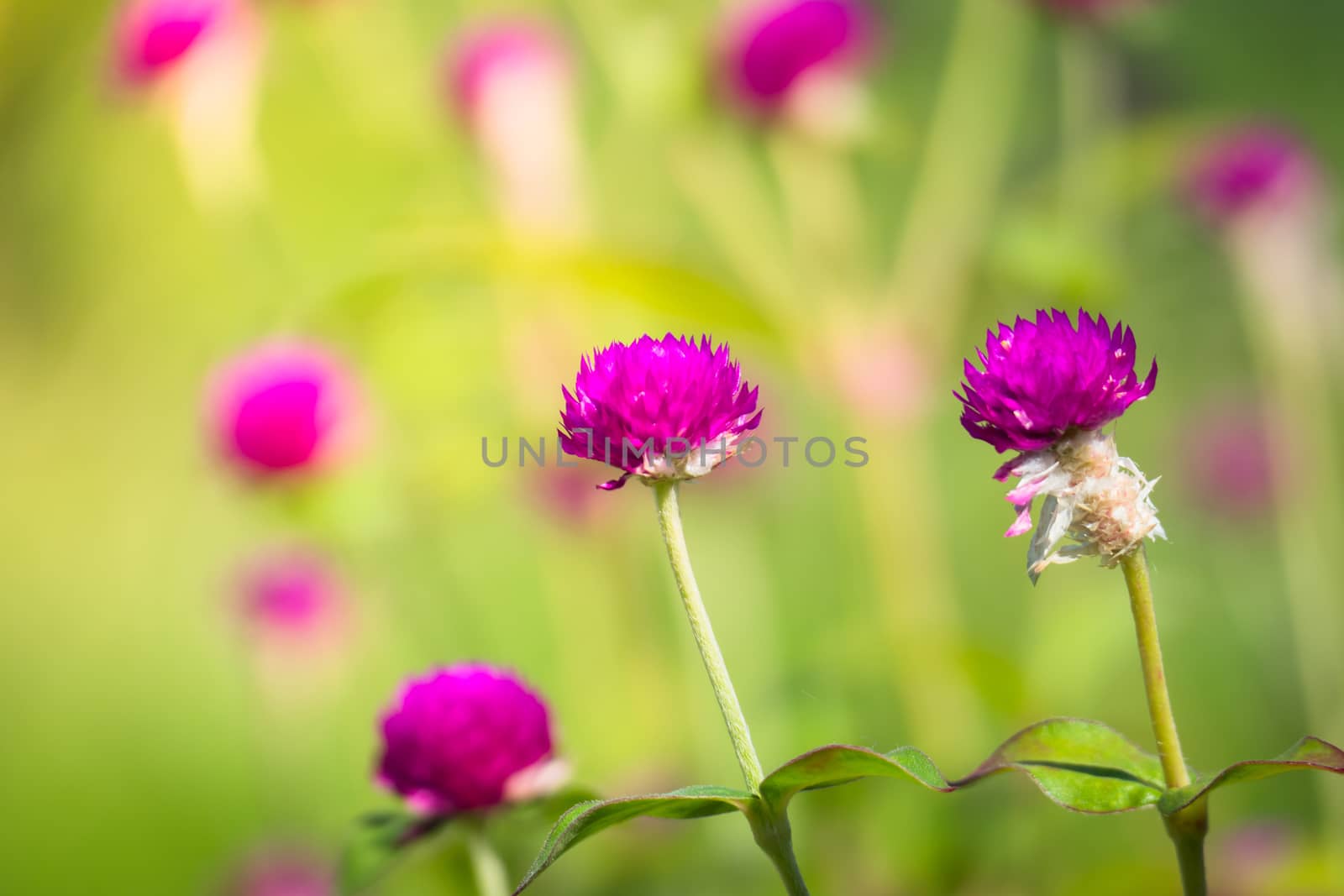 The background image of the colorful flowers, background nature