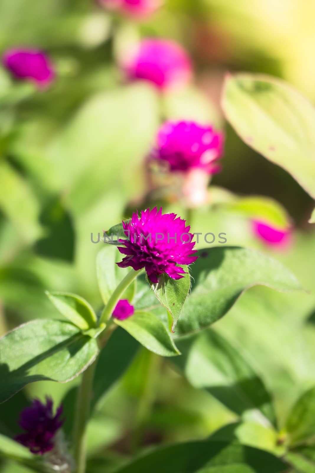 The background image of the colorful flowers, background nature