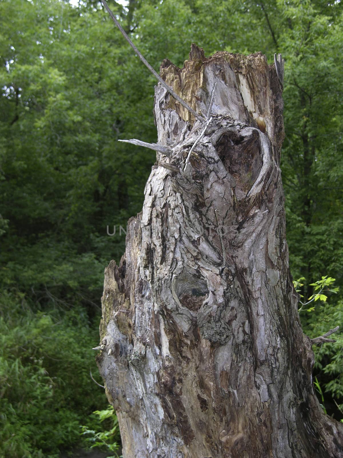 Tree with a naturally formed heart shape.