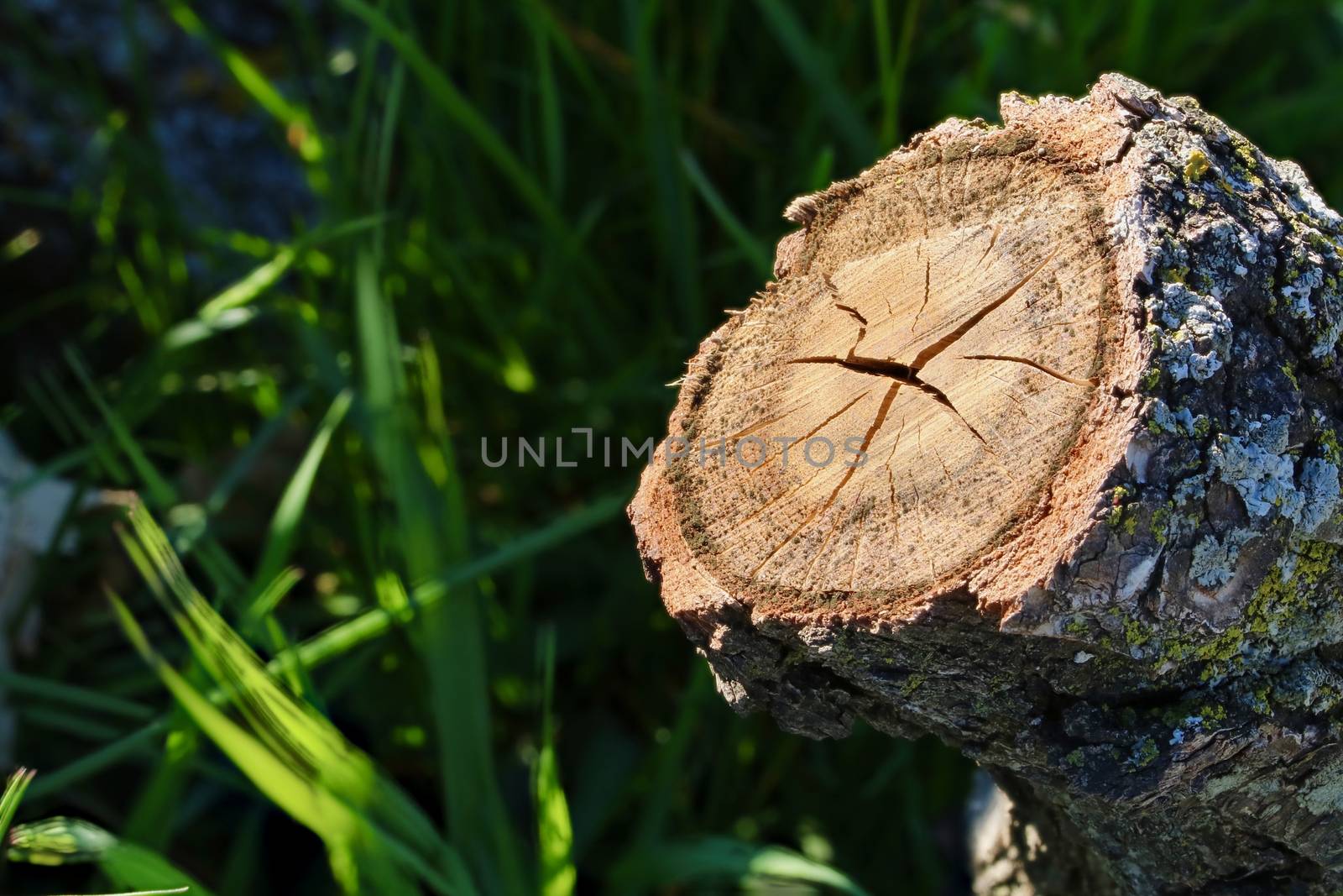 Oak log section