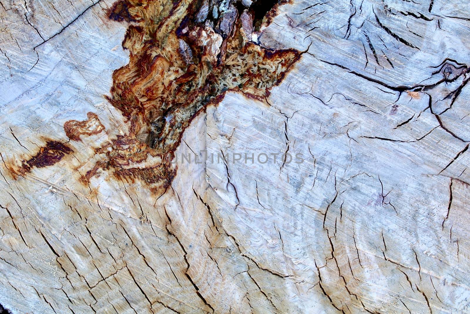 Oak Log Cross Section