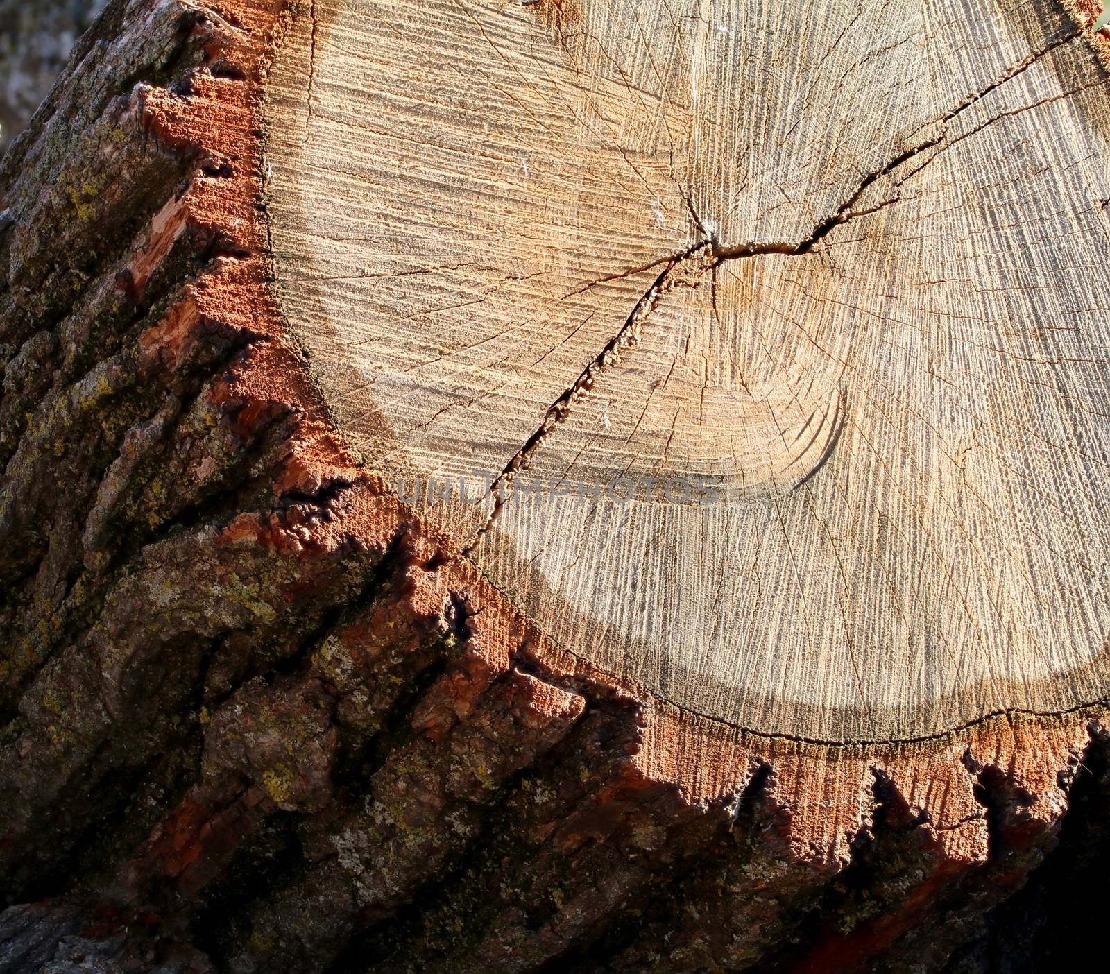 Cut Oak Log