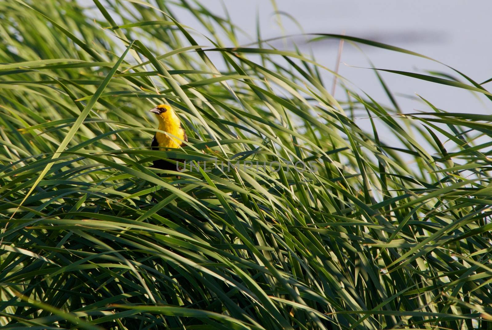 Yellow Headed Blackbird