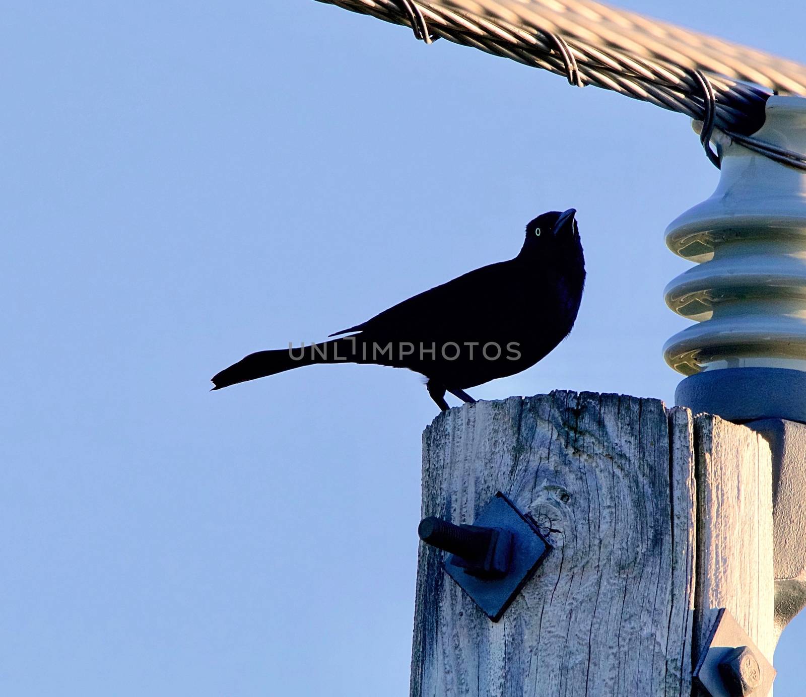 Blackbird