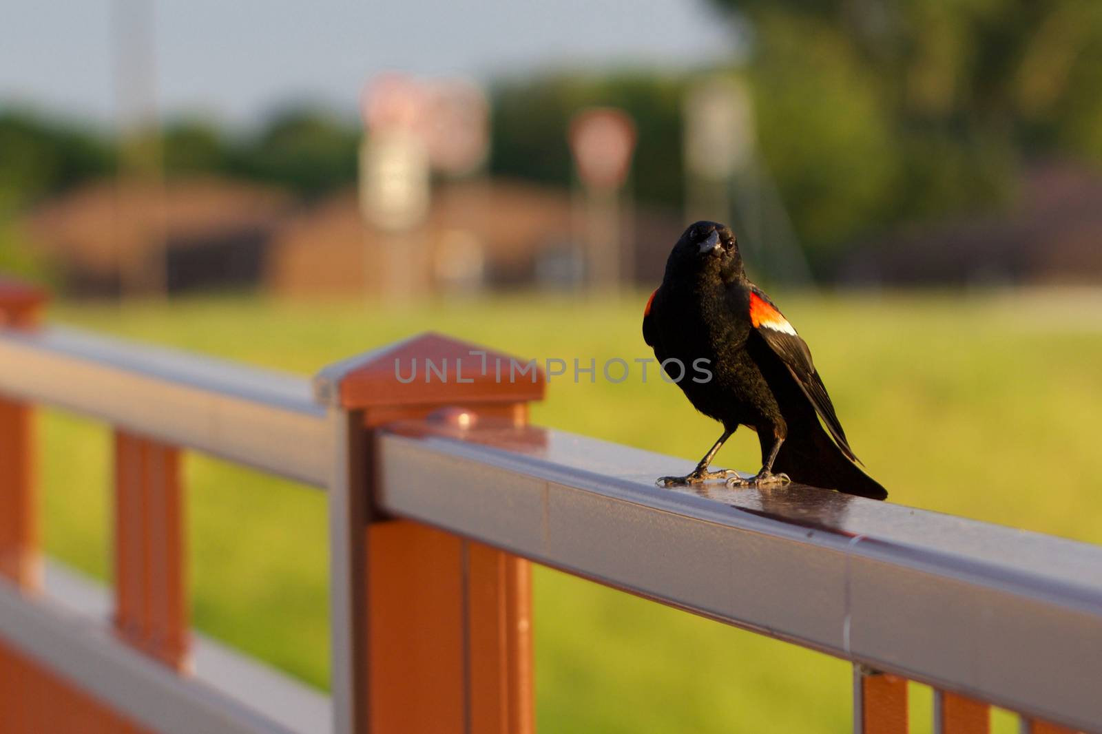 Redwing Blackbird