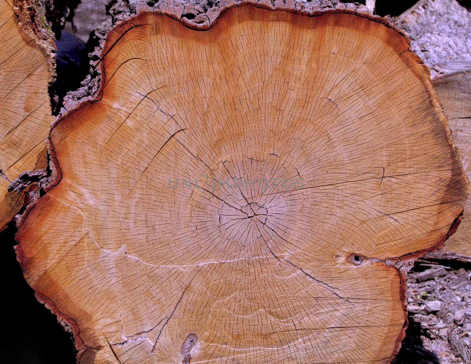 Oak Log Cross Section