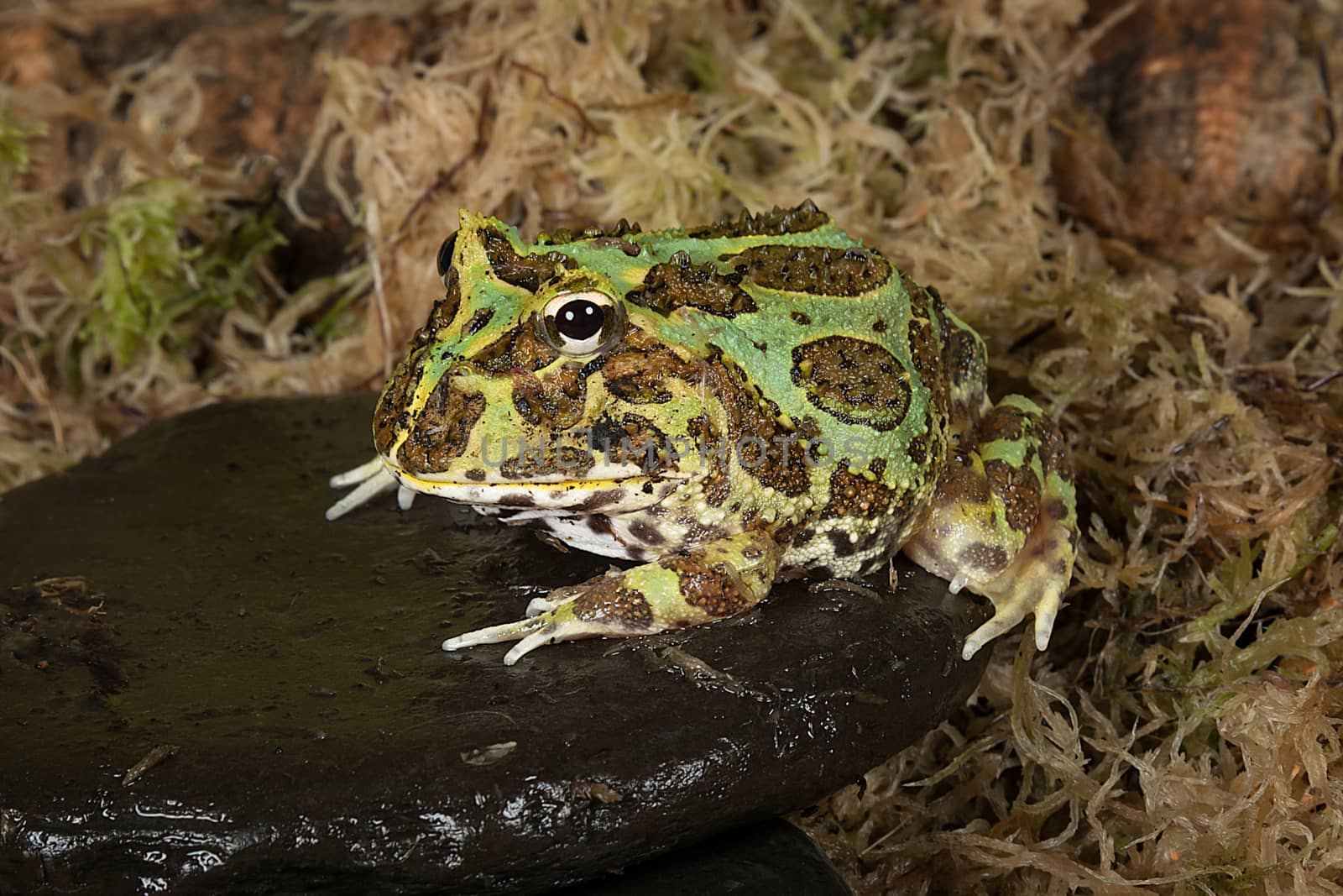 full length portrait of a bull frog sitting on a pebble by a pond edge