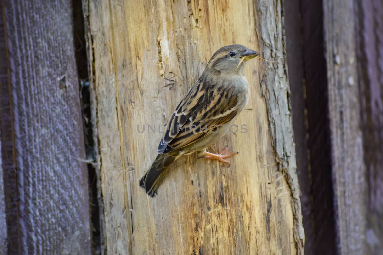 Sparrow posed on a wooden hut in a park in France