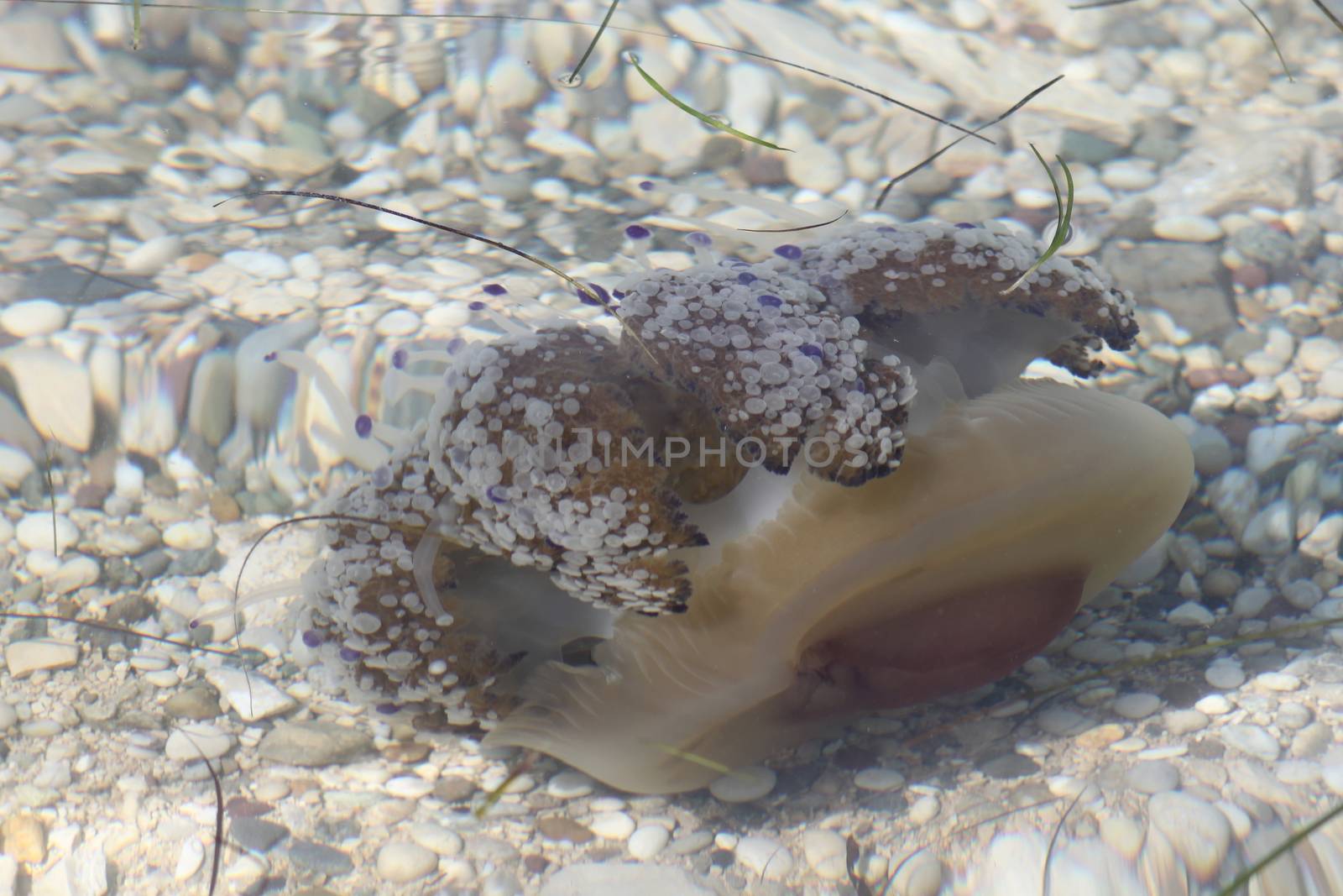 Jelyfish in very clear water by Kasia_Lawrynowicz