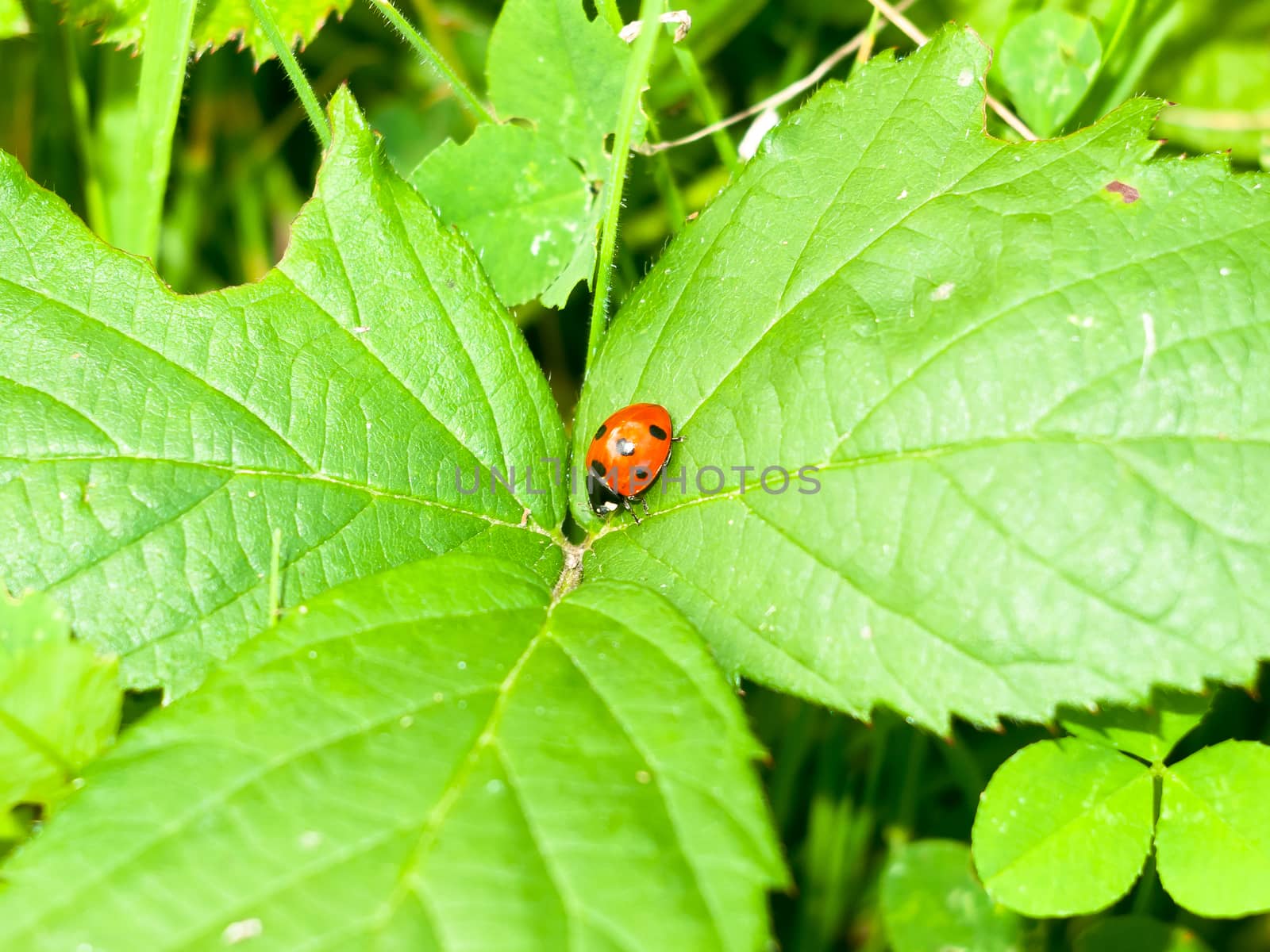 close up of red 7 dotted lady bird bug on leafs by callumrc