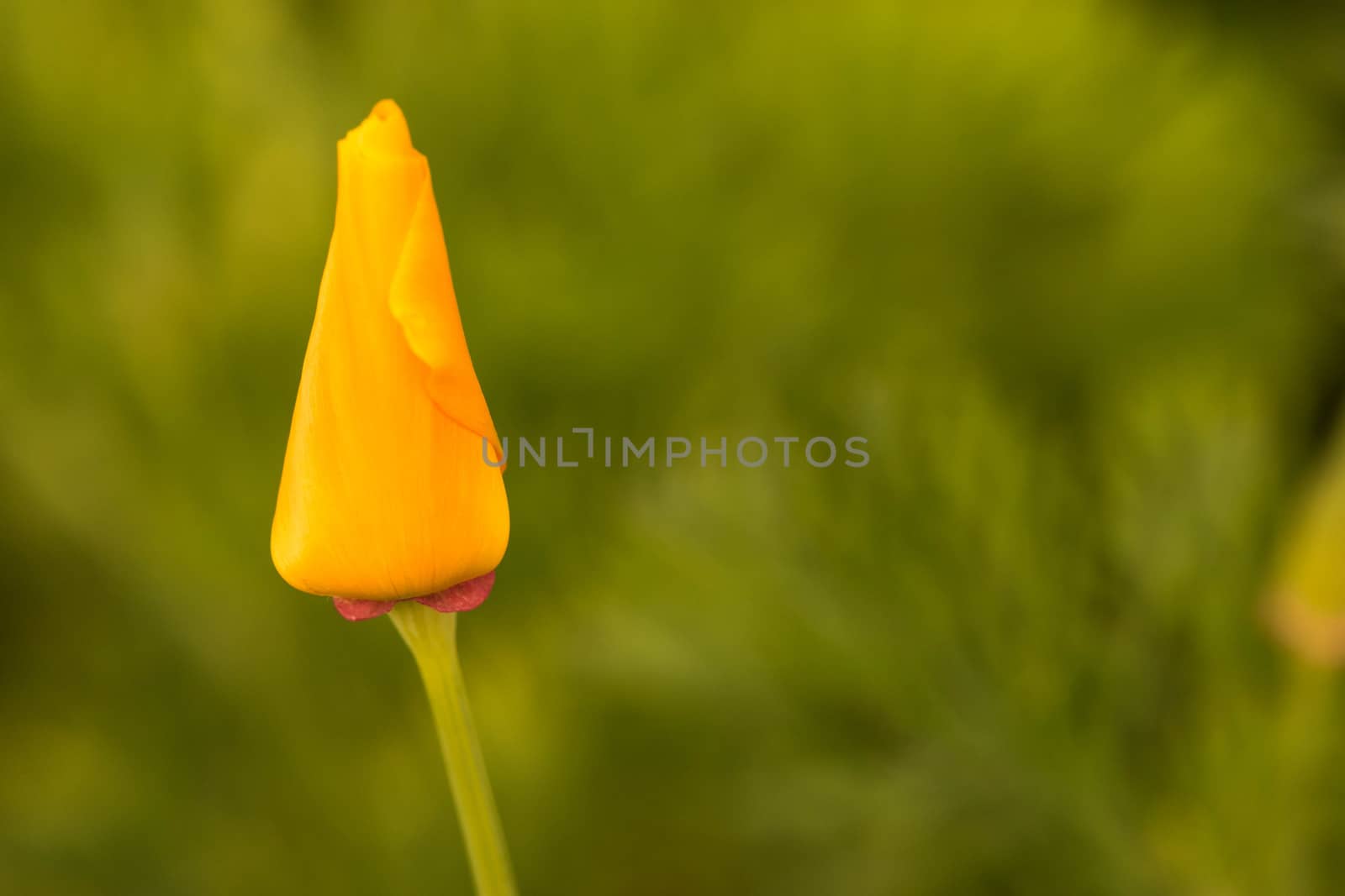 Lovely Buttercup on background of green grass and vegitations.