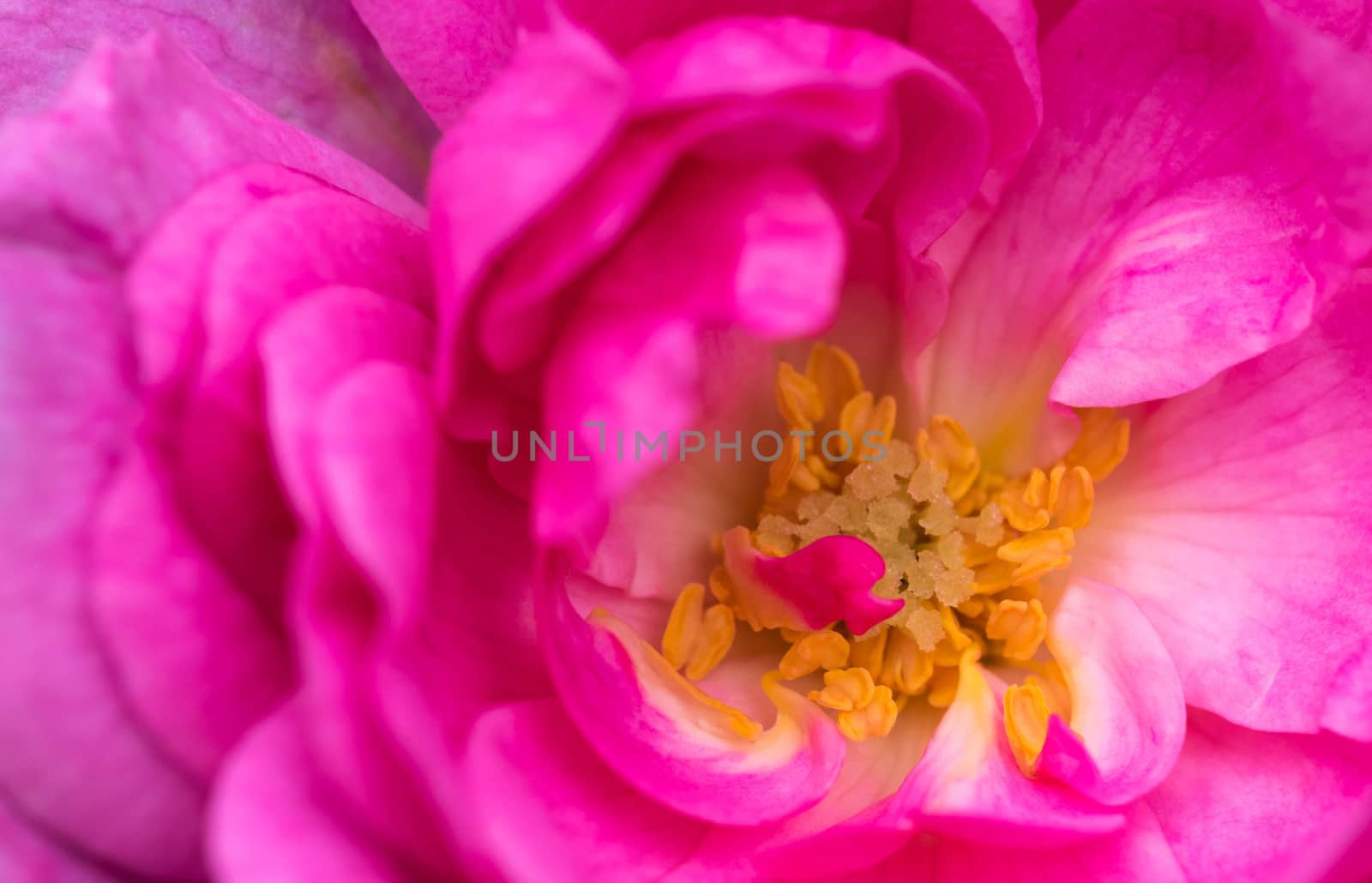 macro shot of a beautiful pink rose. by wael_alreweie