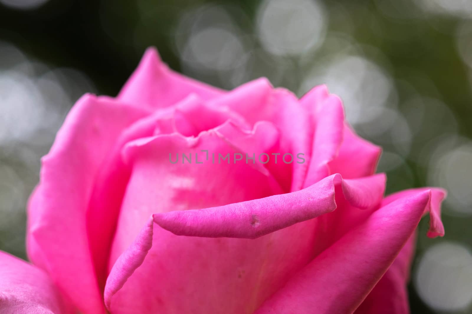 macro shot of a beautiful pink rose with stunning details.