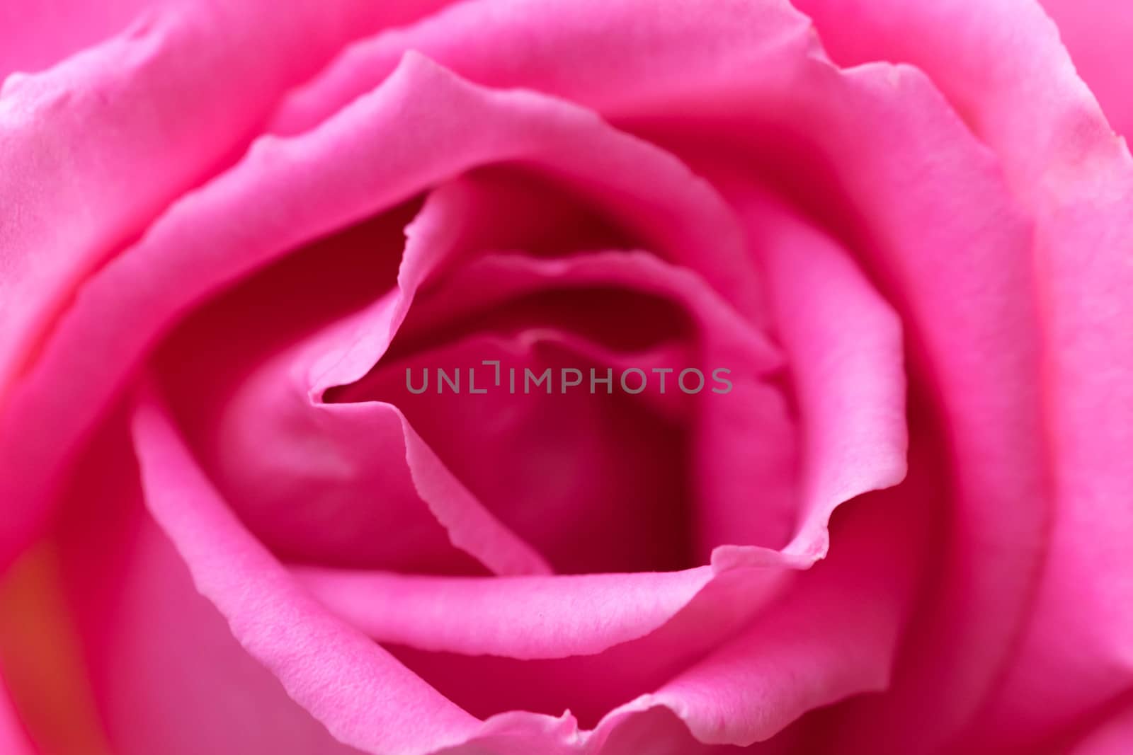 macro shot of a beautiful pink rose with stunning details.