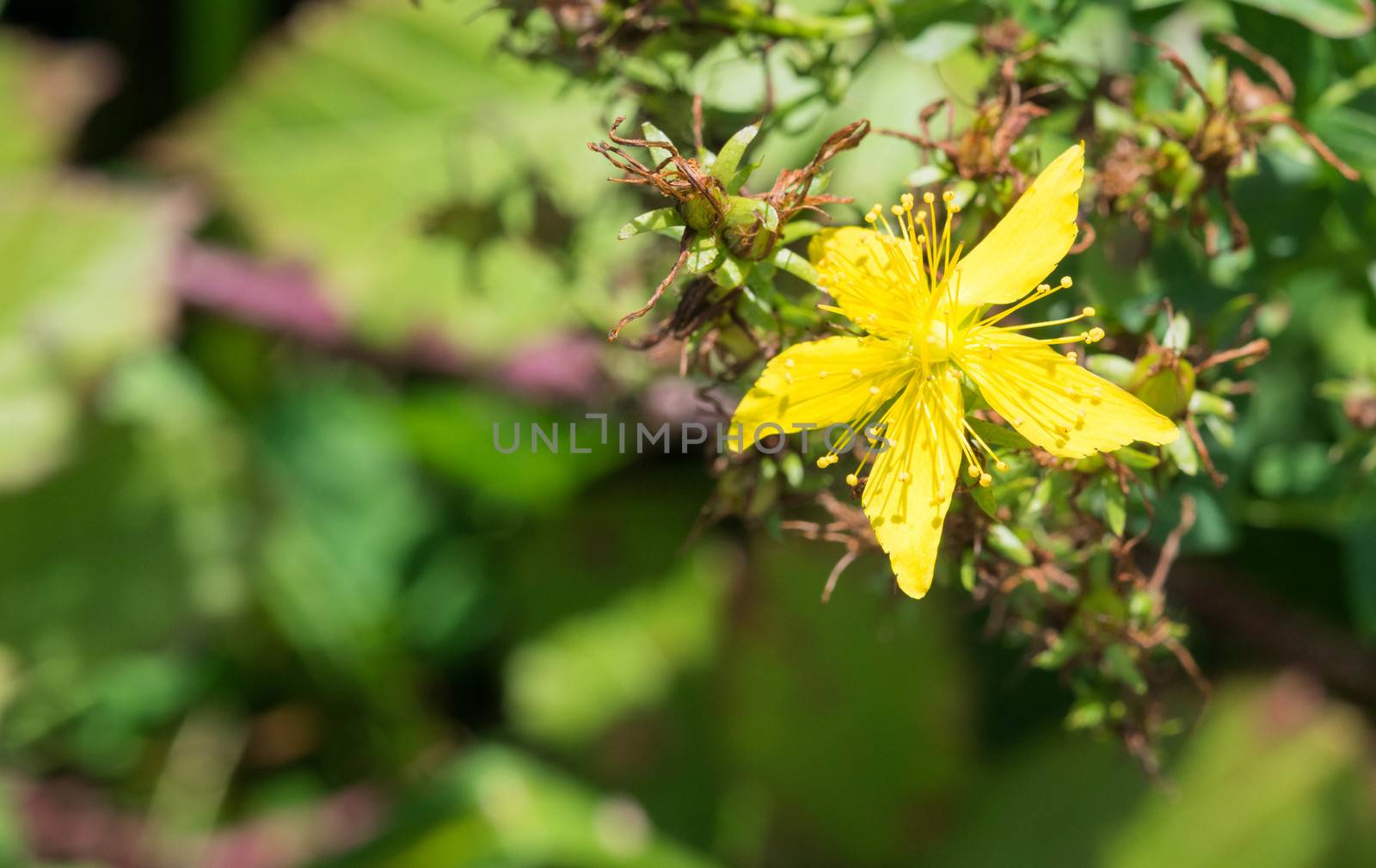 Close up of a Common Saint John's Wort flower. Also known as Perforate St. John's-wort.