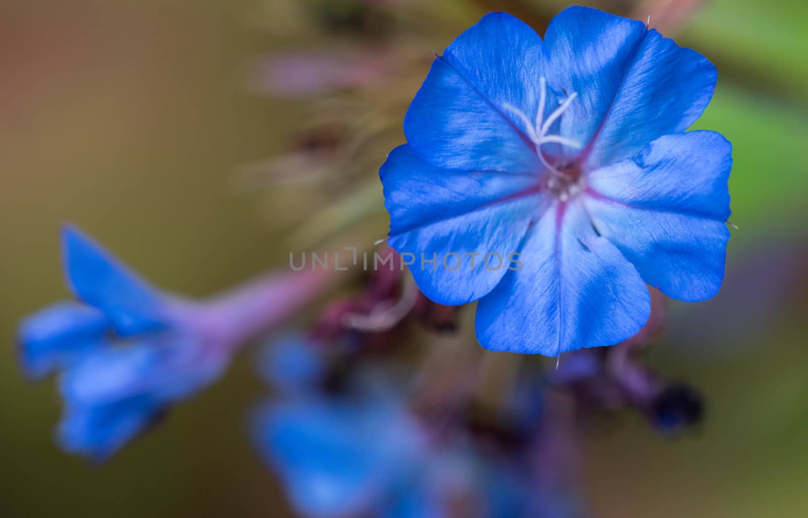 Macro photography of an Evergreen Alkanet by wael_alreweie