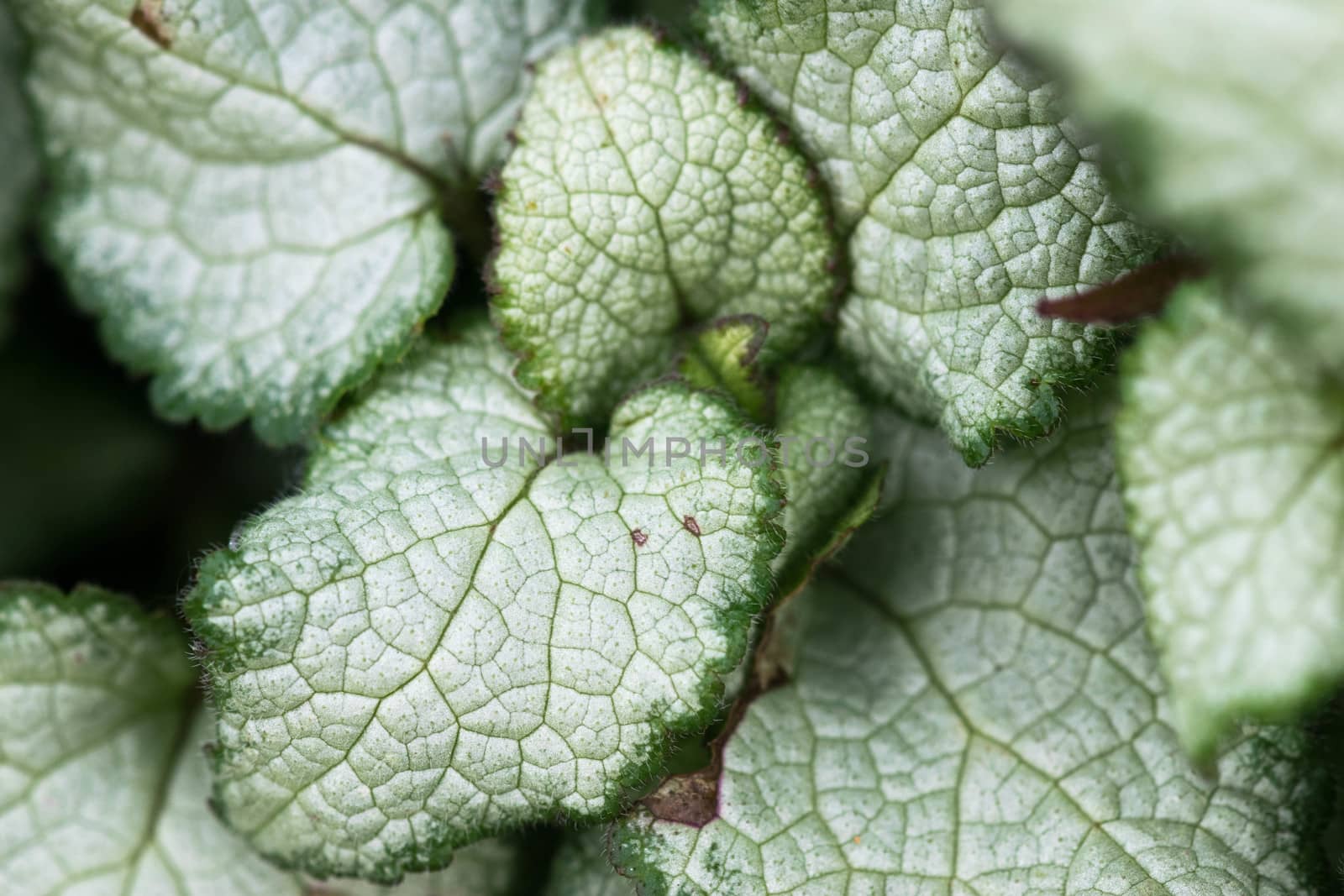 The distinctive silver and green leaves of Brunnera Macrophylla, an outdoor plant also known as Siberian Bugloss