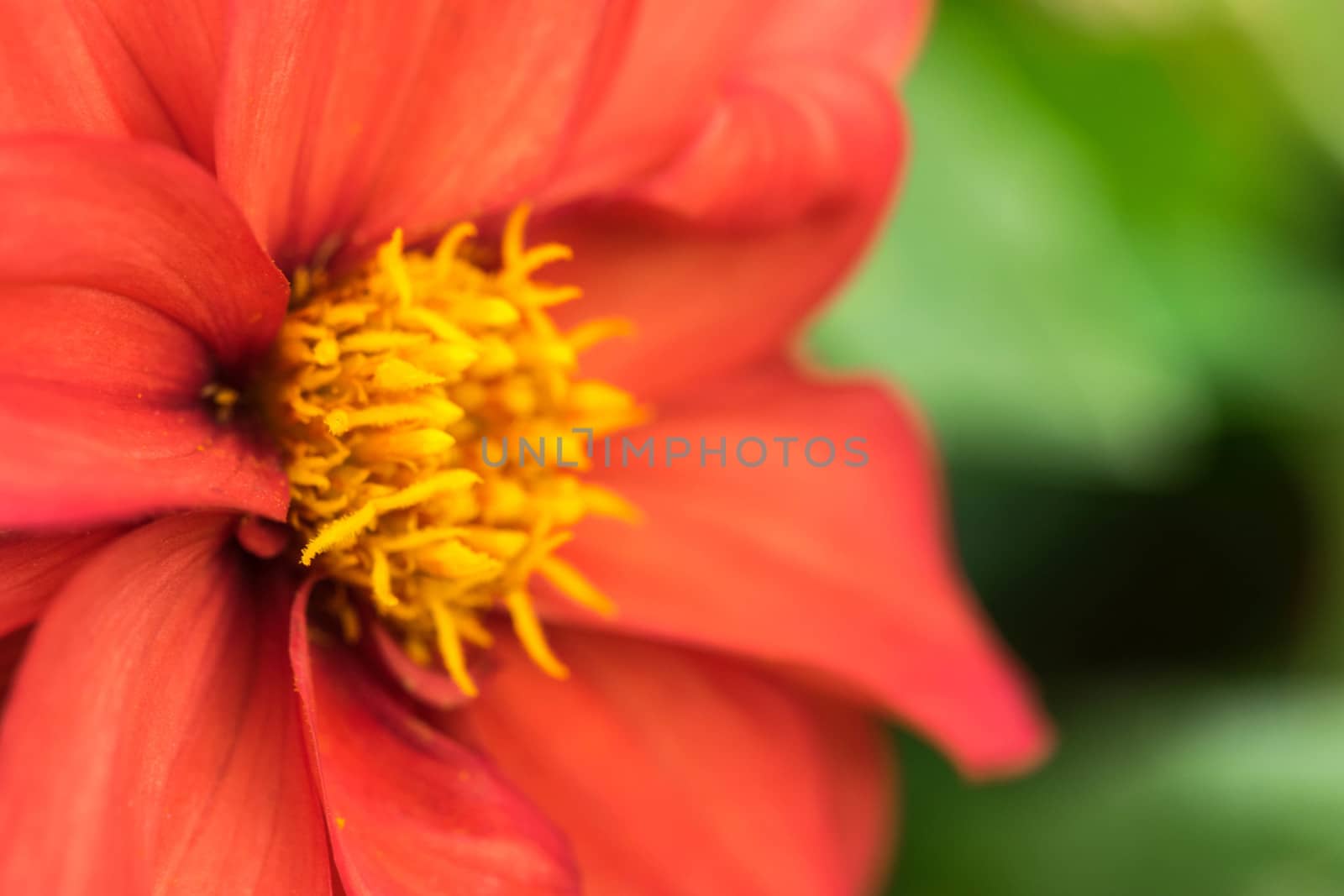 close up macro shot of Tithonia rotundifolia, red flower.