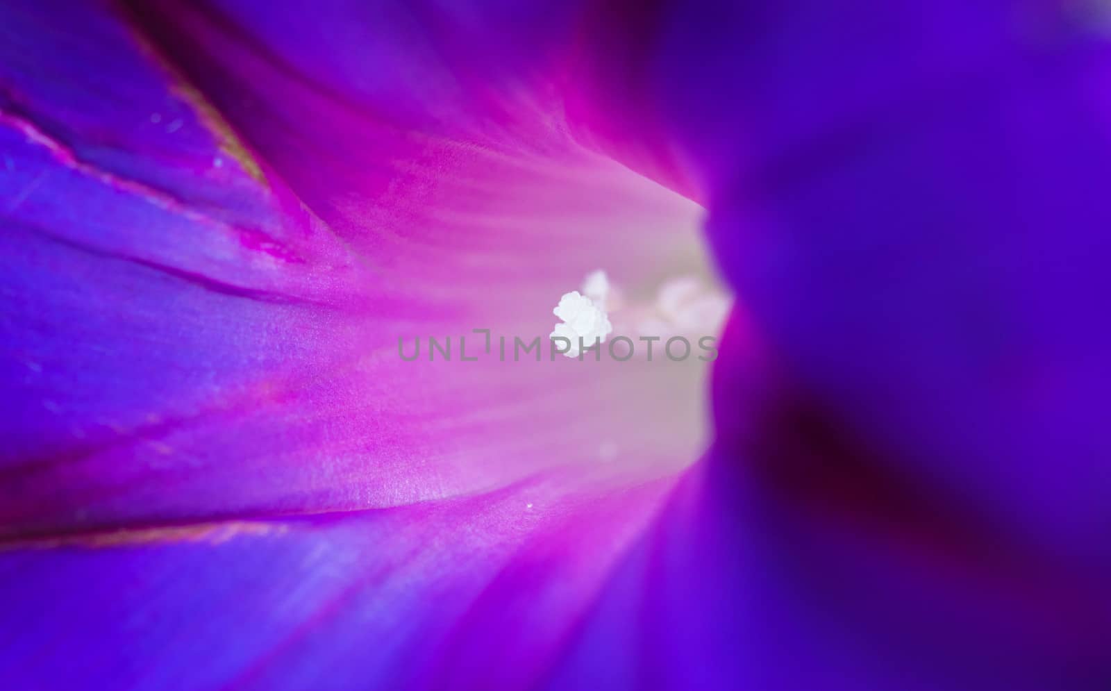 the light deep within, sensational macro shot of the core of a blue flower.