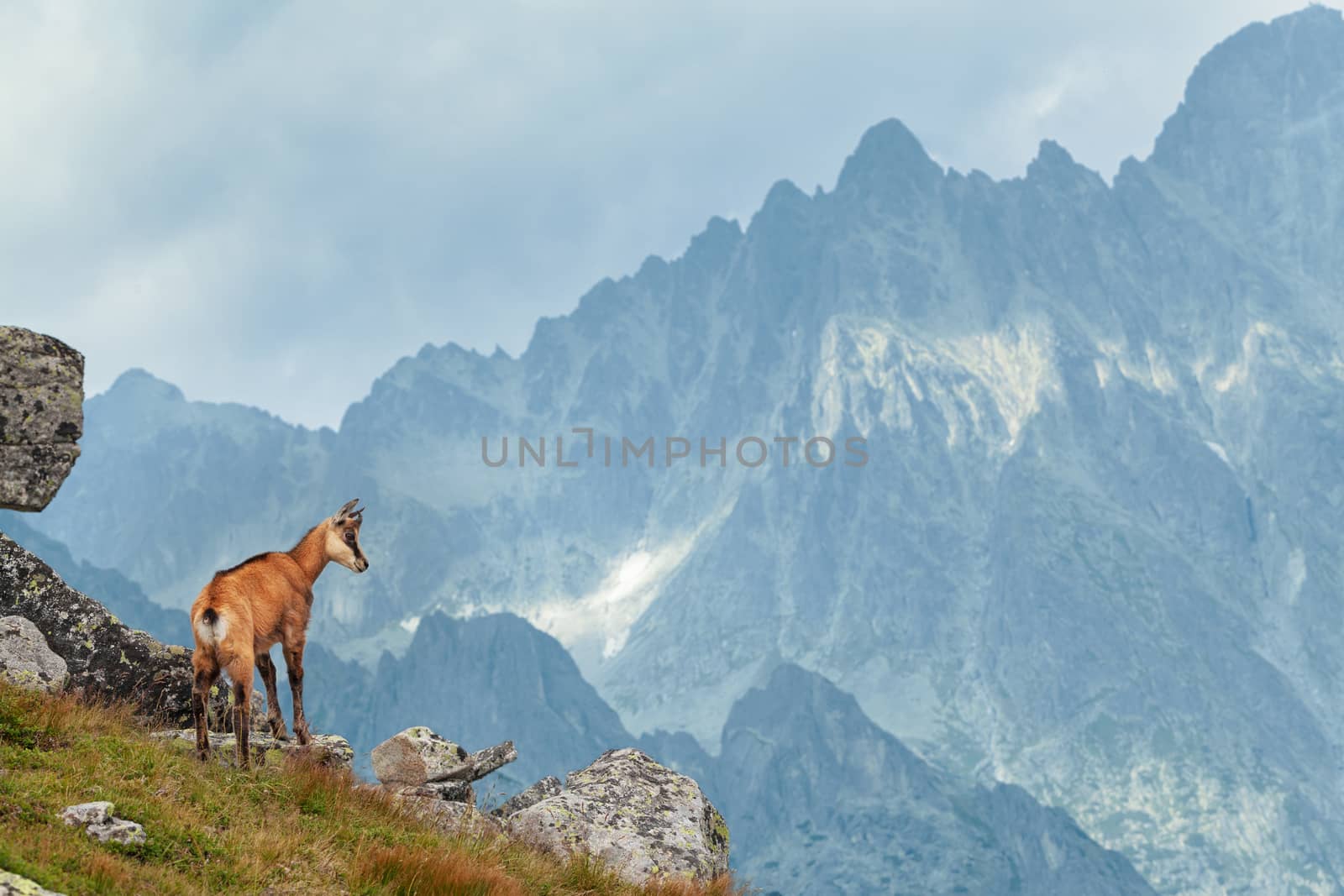 Tatra chamois in wilde environment on the background of mountains. Hight Tatras, Slovakia, Europe