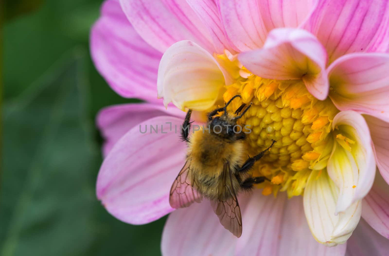 bee collecting nectar on some beautiful flowers.