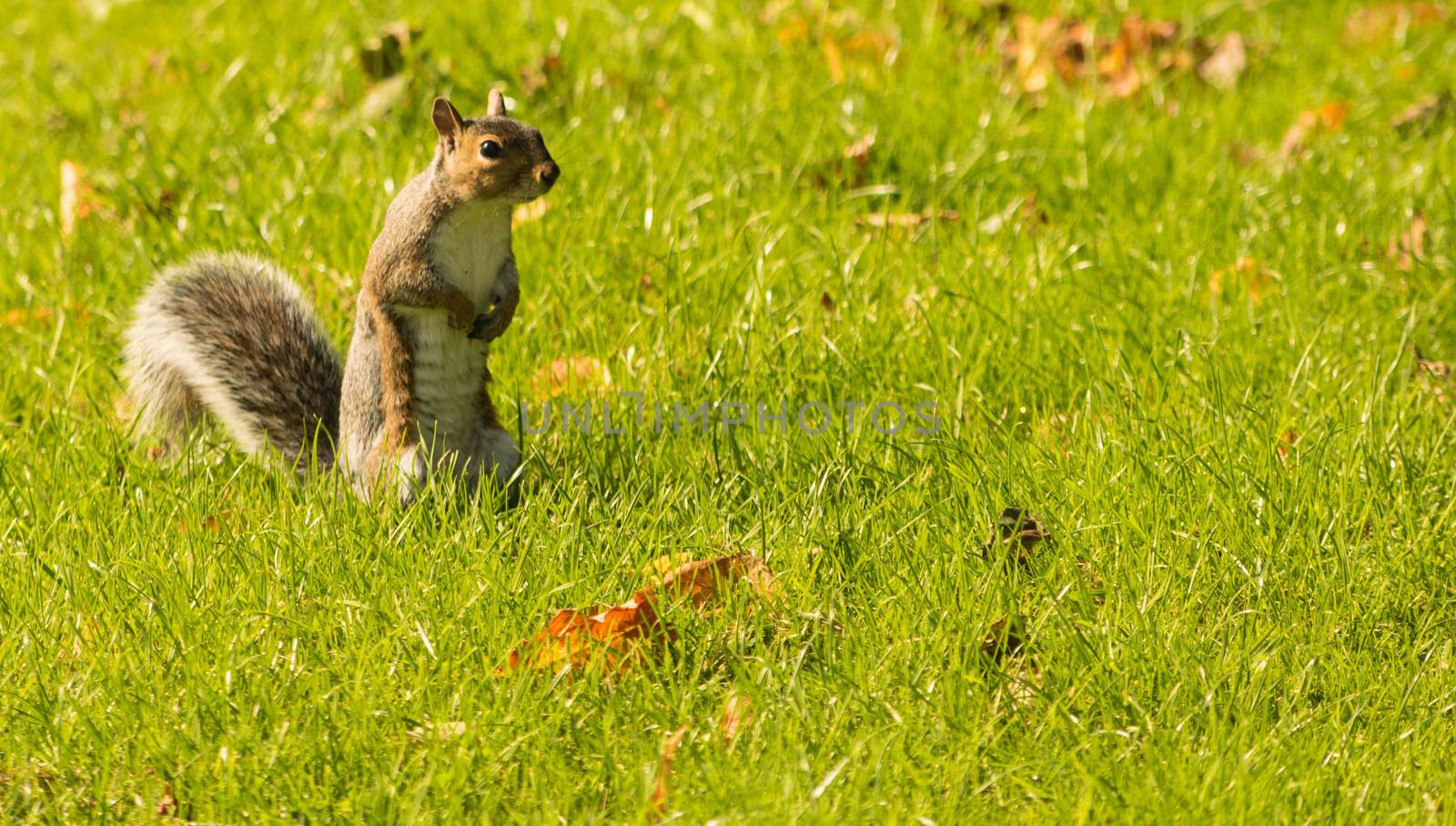 Eye contact with single adorable grey squirrel in a park.