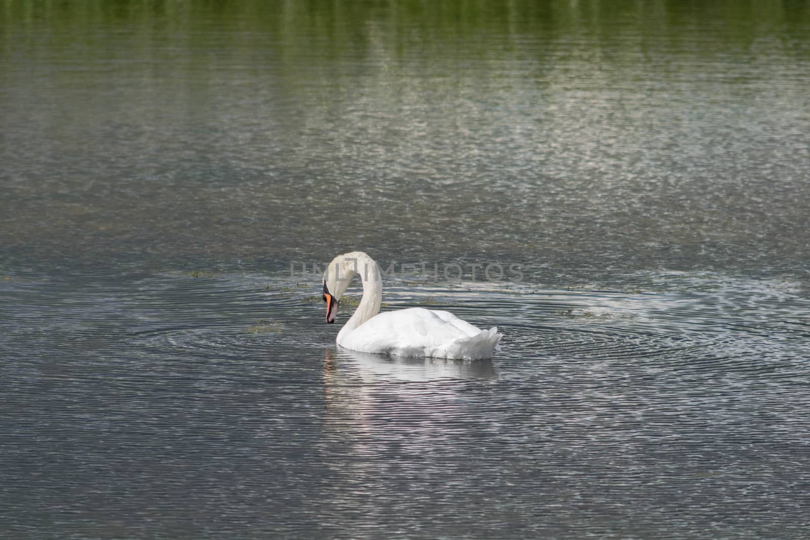 beautiful swan swimming in a lake in one of United Kingdome Natural reserves.
