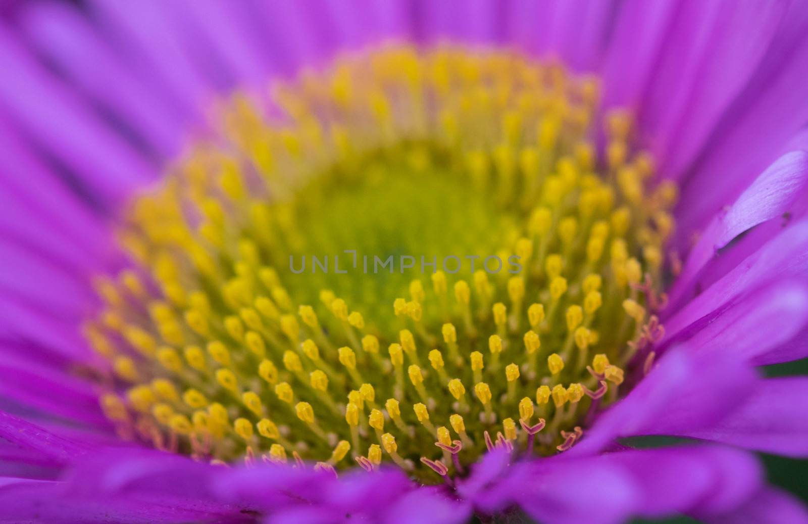 closeup of a colourful flower by wael_alreweie