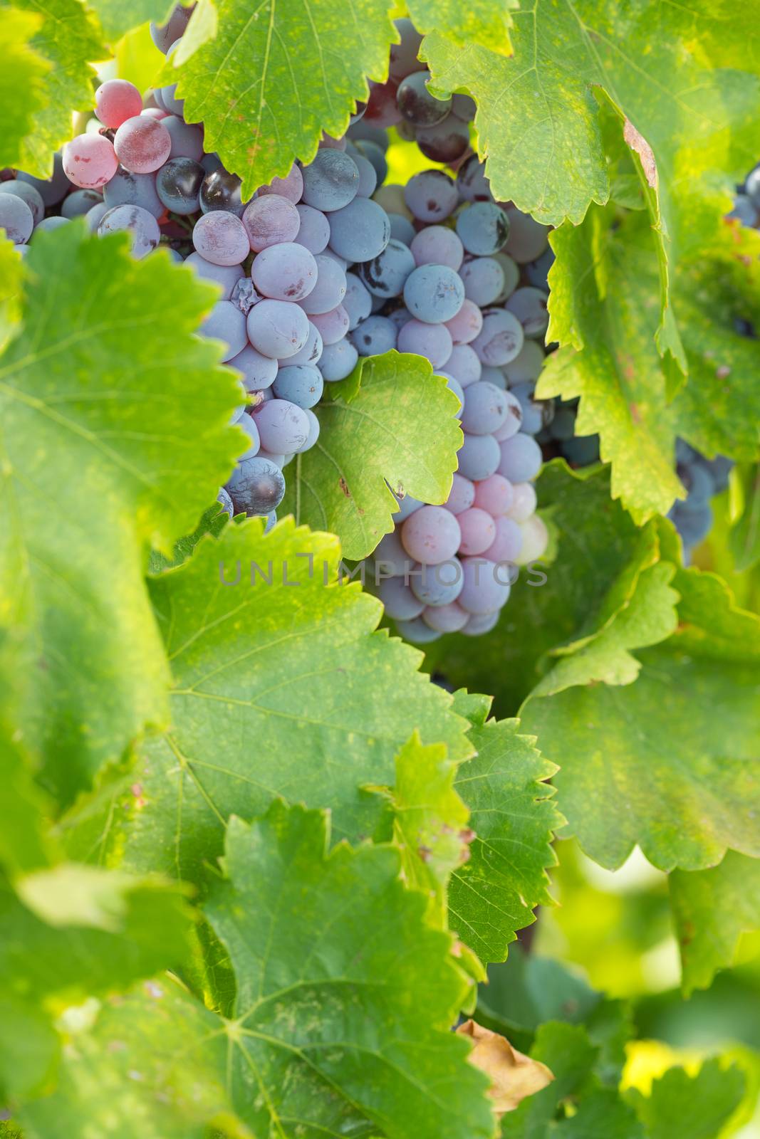 Vineyard with Lush, Ripe Wine Grapes on the Vine Ready for Harvest.