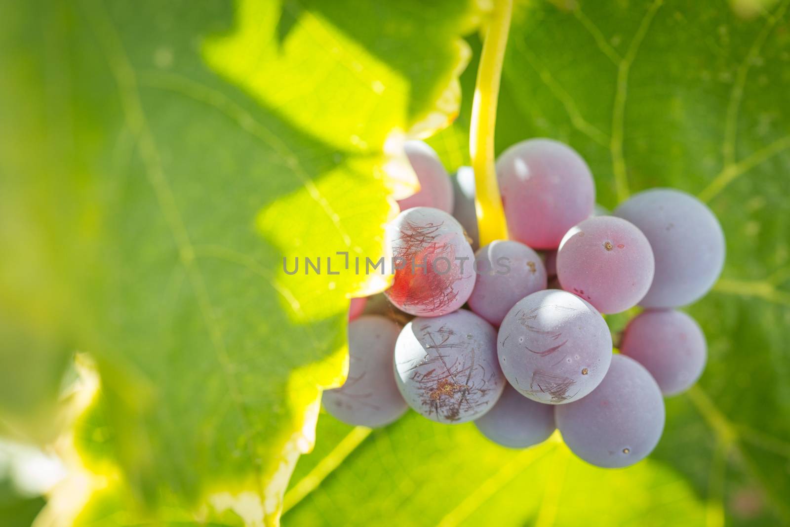 Vineyard with Lush, Ripe Wine Grapes on the Vine Ready for Harvest.