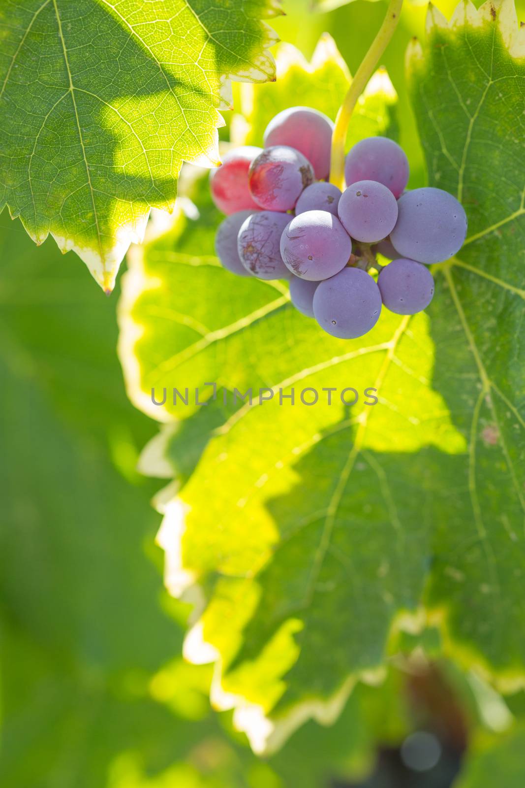 Vineyard with Lush, Ripe Wine Grapes on the Vine Ready for Harvest.