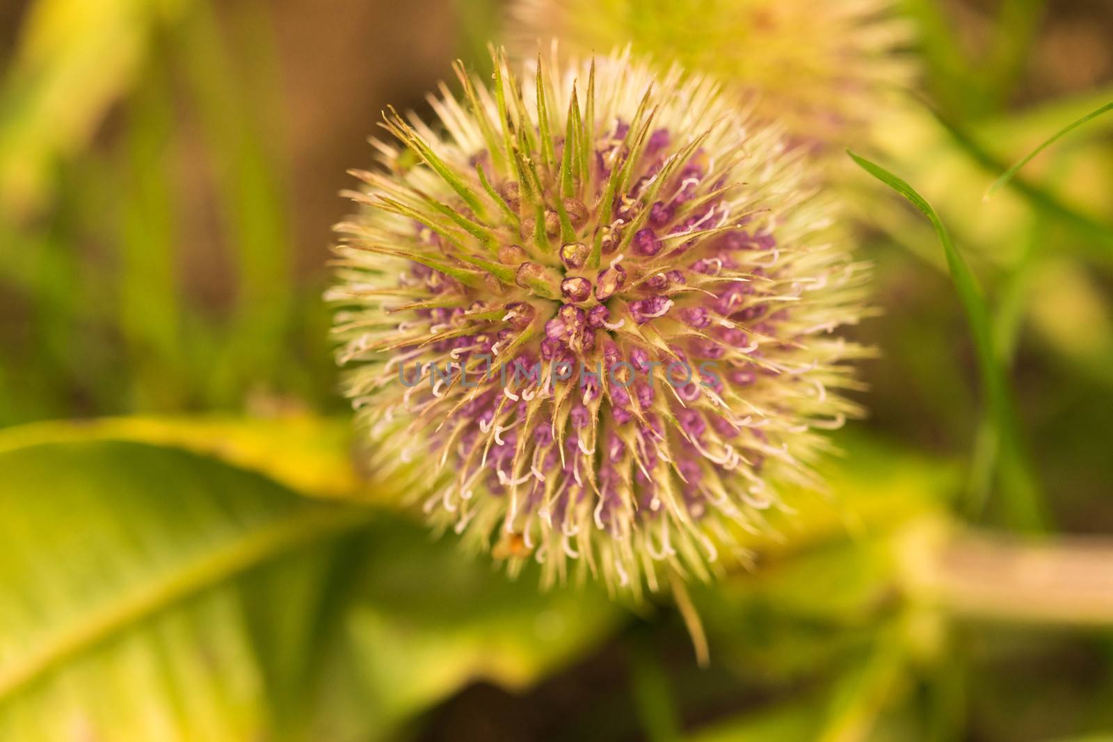 Globe Thistle Thornbush Flower Head. by wael_alreweie