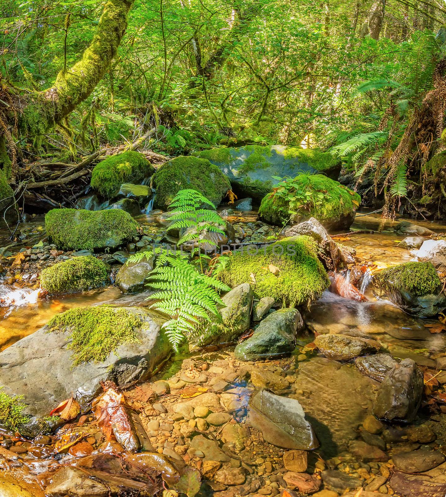 A Small Stream in the Mountains of California, Color Image